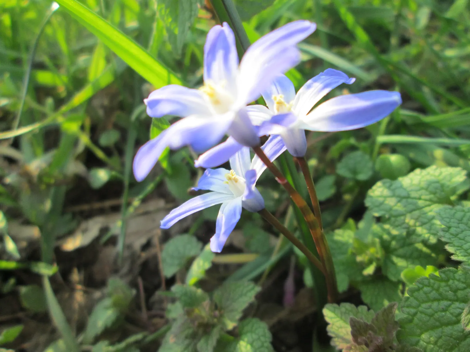 Glory Of The Snow (Chionodoxa Forbesii) — providing a dazzling display when planted in clusters; bulb for full or half, image 122