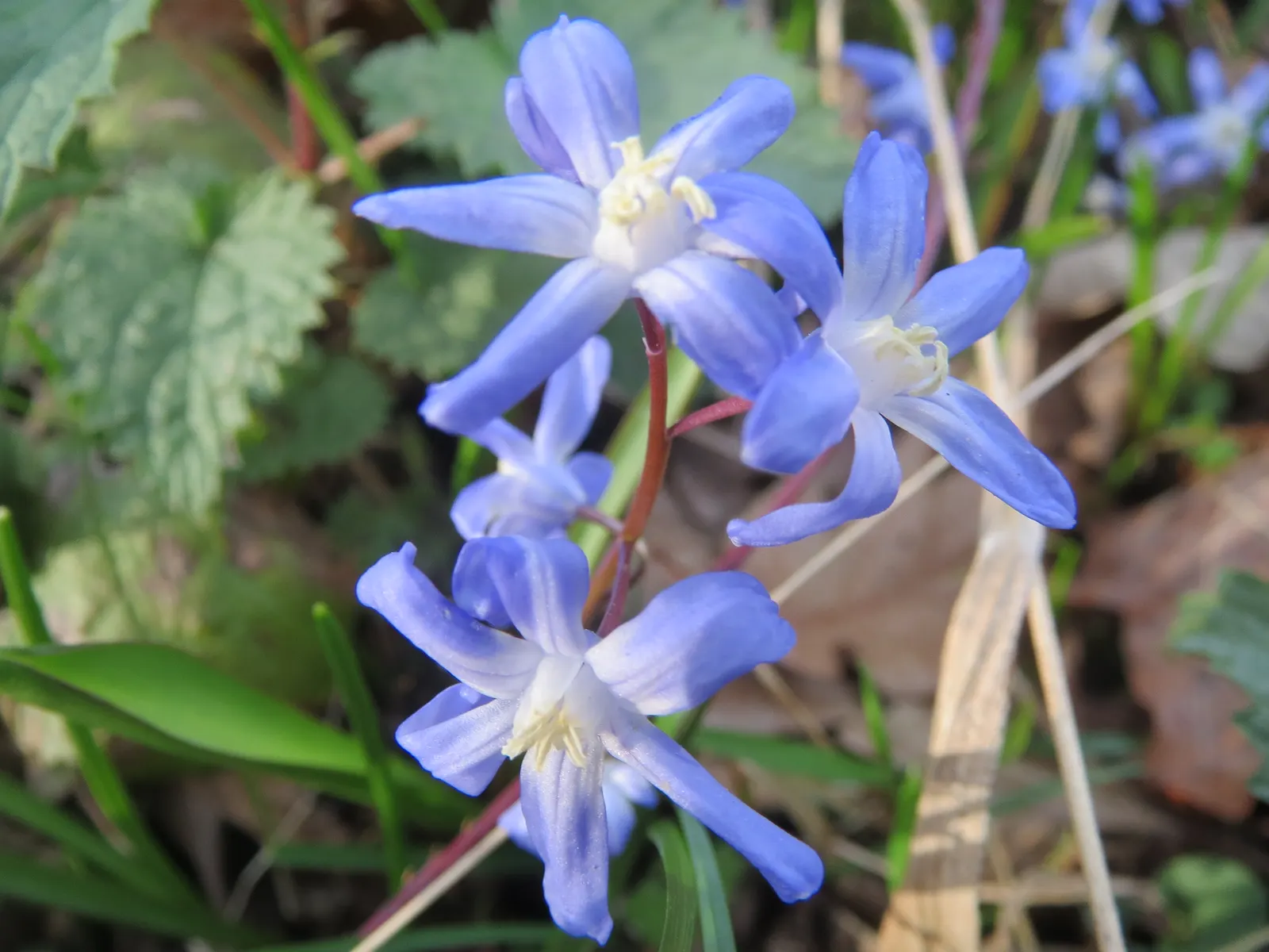 Glory Of The Snow (Chionodoxa Forbesii) — but they are also resistant to deer and other wildlife; chionodoxa forbesii prefers full sun to partial shade