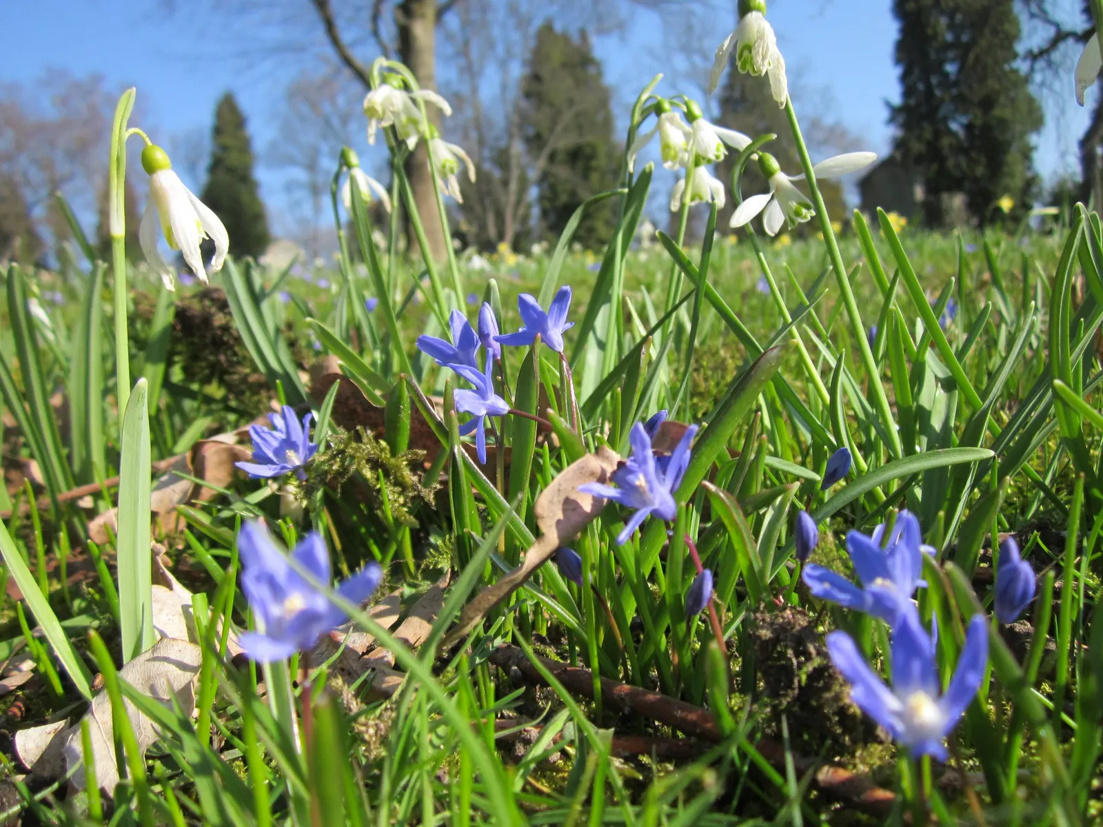 Glory Of The Snow (Chionodoxa Forbesii) — which makes them a hassle-free choice for many gardeners; bulb with blue blooms, image 112