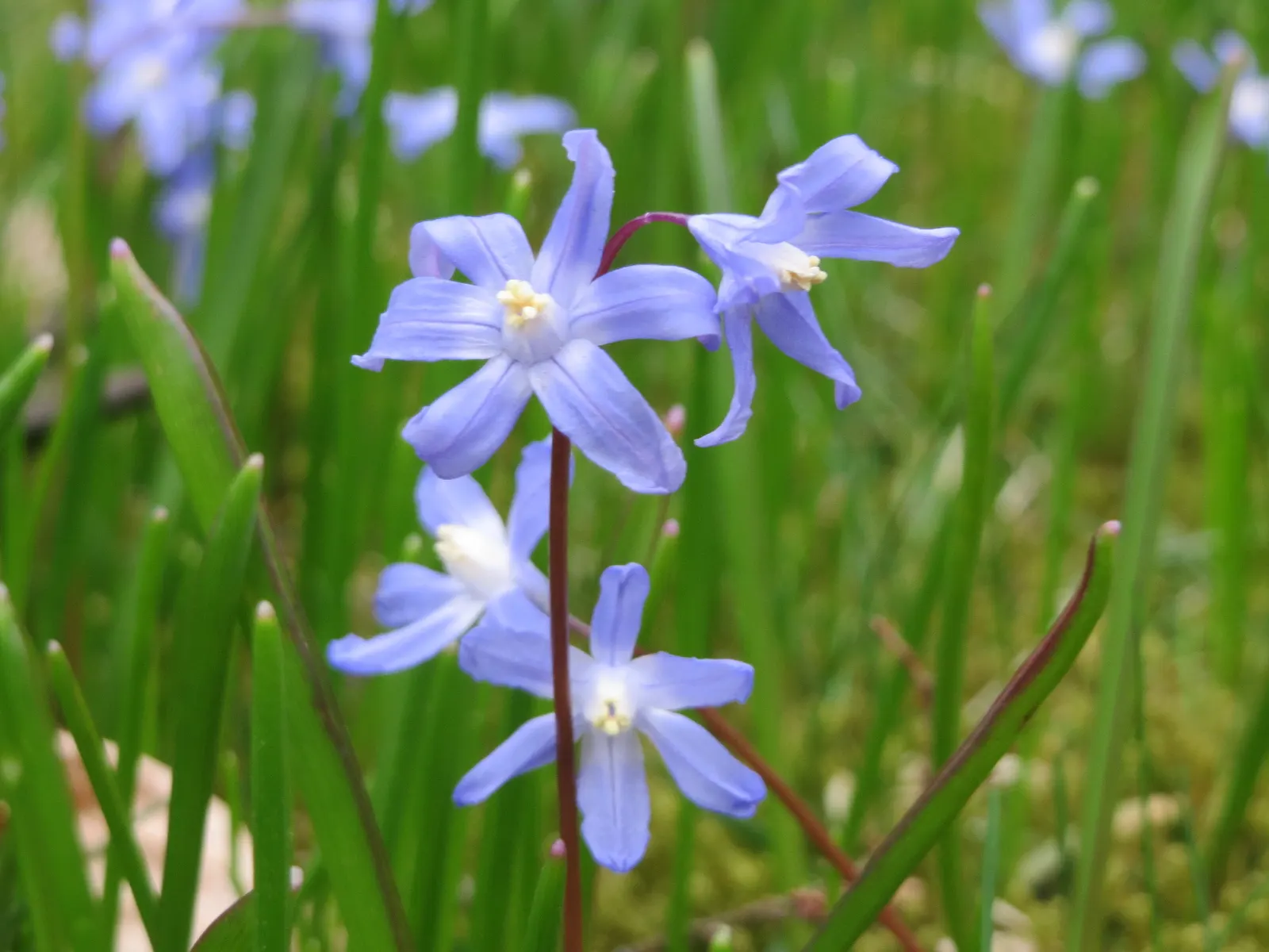 Glory Of The Snow (Chionodoxa Forbesii) — Often one of the first to emerge