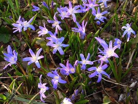 Glory Of The Snow (Chionodoxa Forbesii) — which makes them a hassle-free choice for many gardeners; bulb with blue blooms, image 89