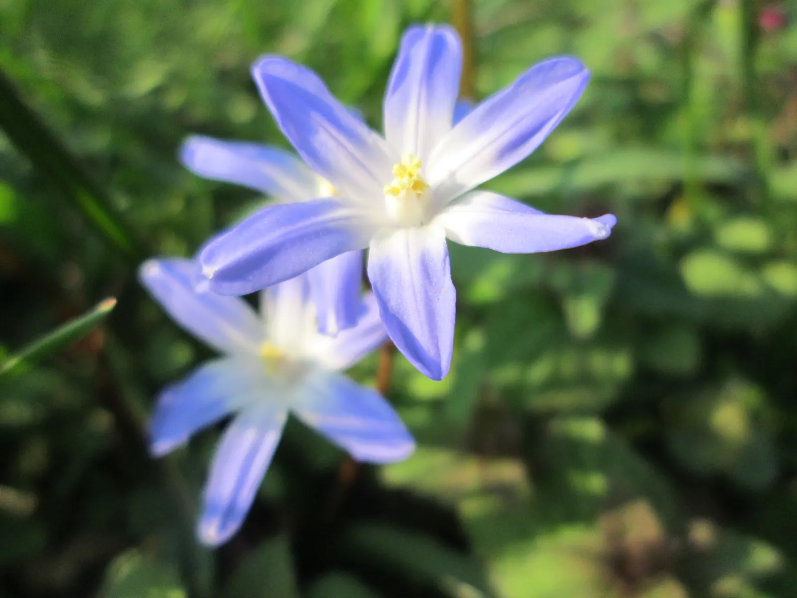 Glory Of The Snow (Chionodoxa Forbesii) — Ideal for naturalizing in lawns or woodland gardens; star-shaped flowers with a striking central white eye