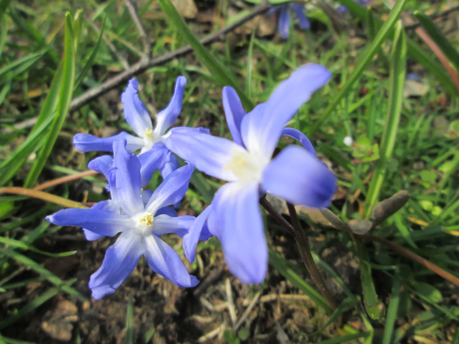Glory Of The Snow (Chionodoxa Forbesii) — blue flowers in the garden; it's a low-maintenance bulb that multiplies readily, image 113