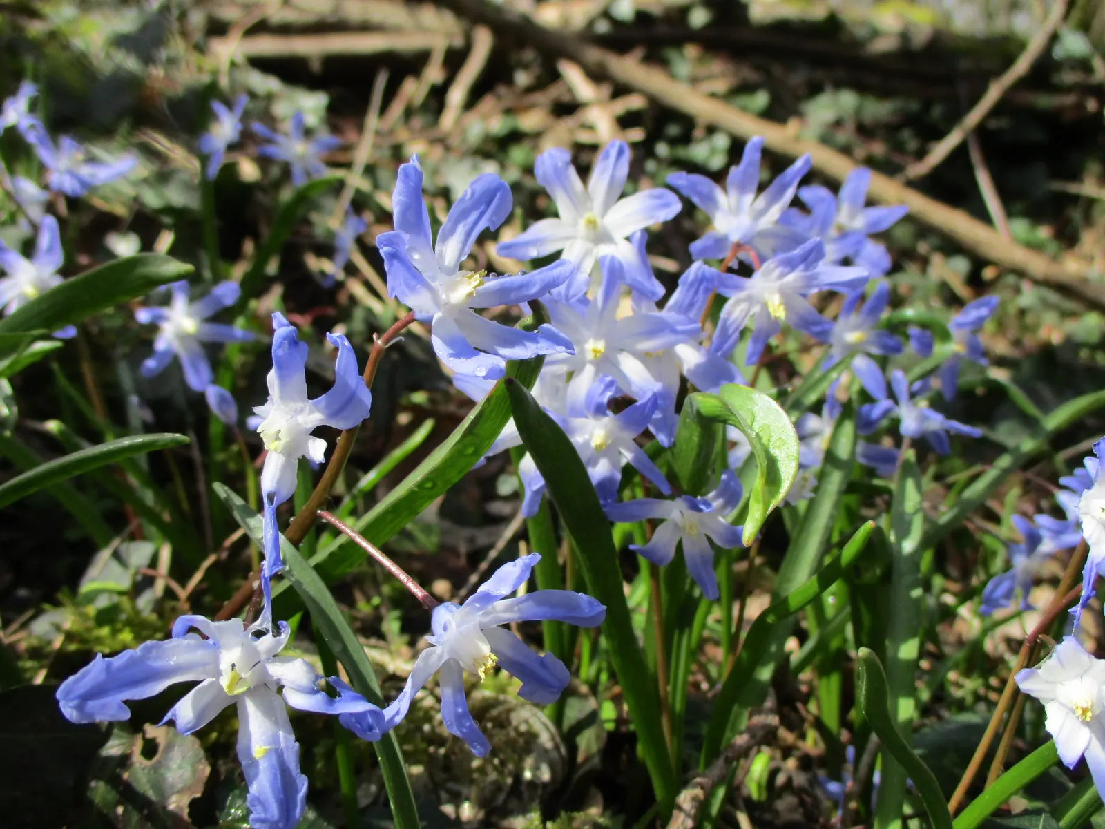 Glory Of The Snow (Chionodoxa Forbesii) — Not only are these charmers low maintenance