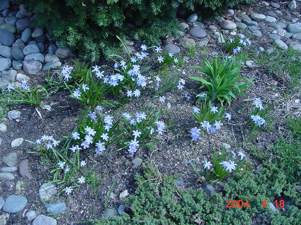 Glory Of The Snow (Chionodoxa Forbesii) — Thriving in USDA zones 3-8, it prefers well-drained soil and full to partial sun exposure; star-shaped, image 96