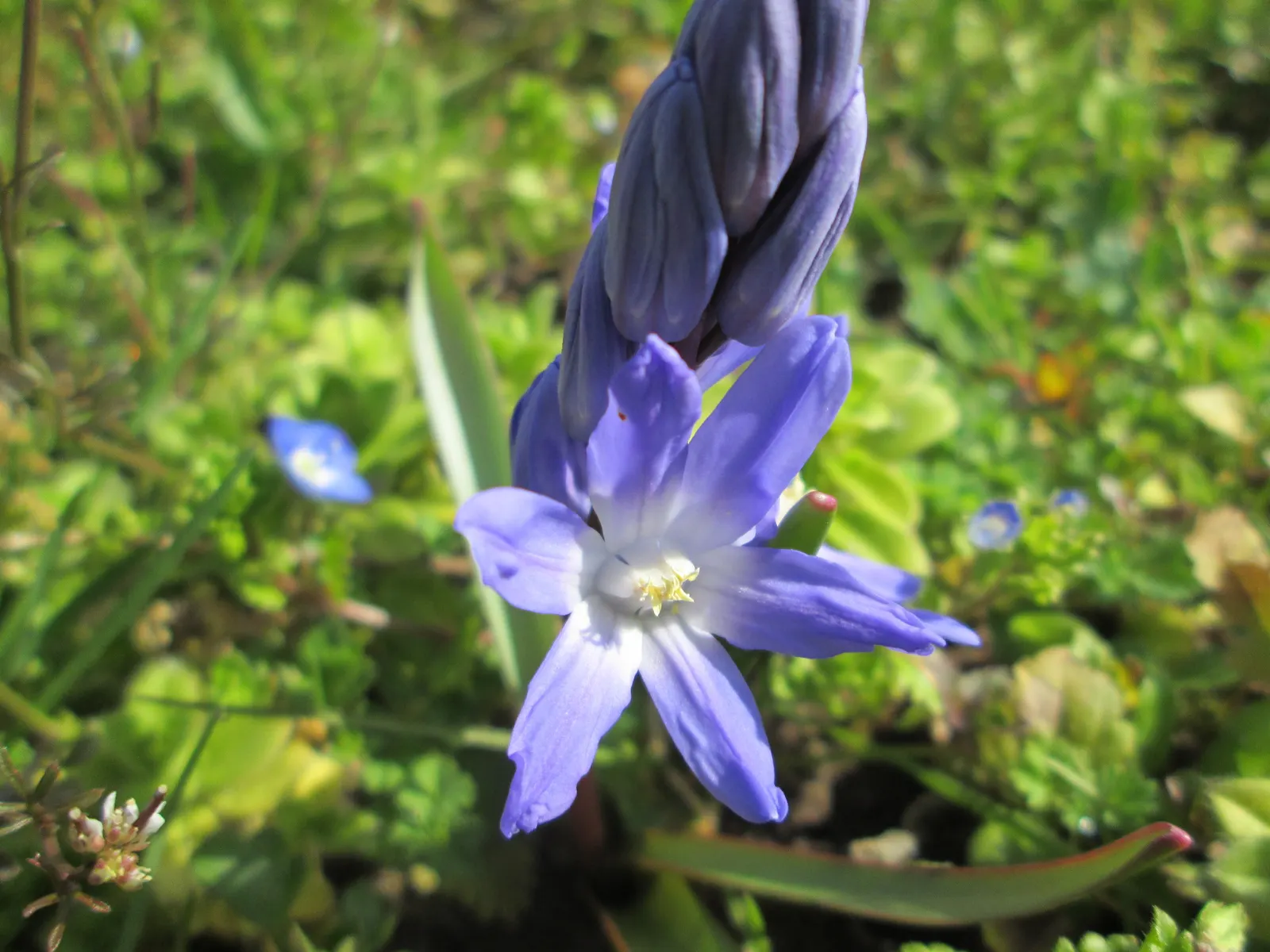 Glory Of The Snow (Chionodoxa Forbesii) — or planted en masse for a dramatic effect; is an early spring bloomer renowned for its vibrant blue, image 86