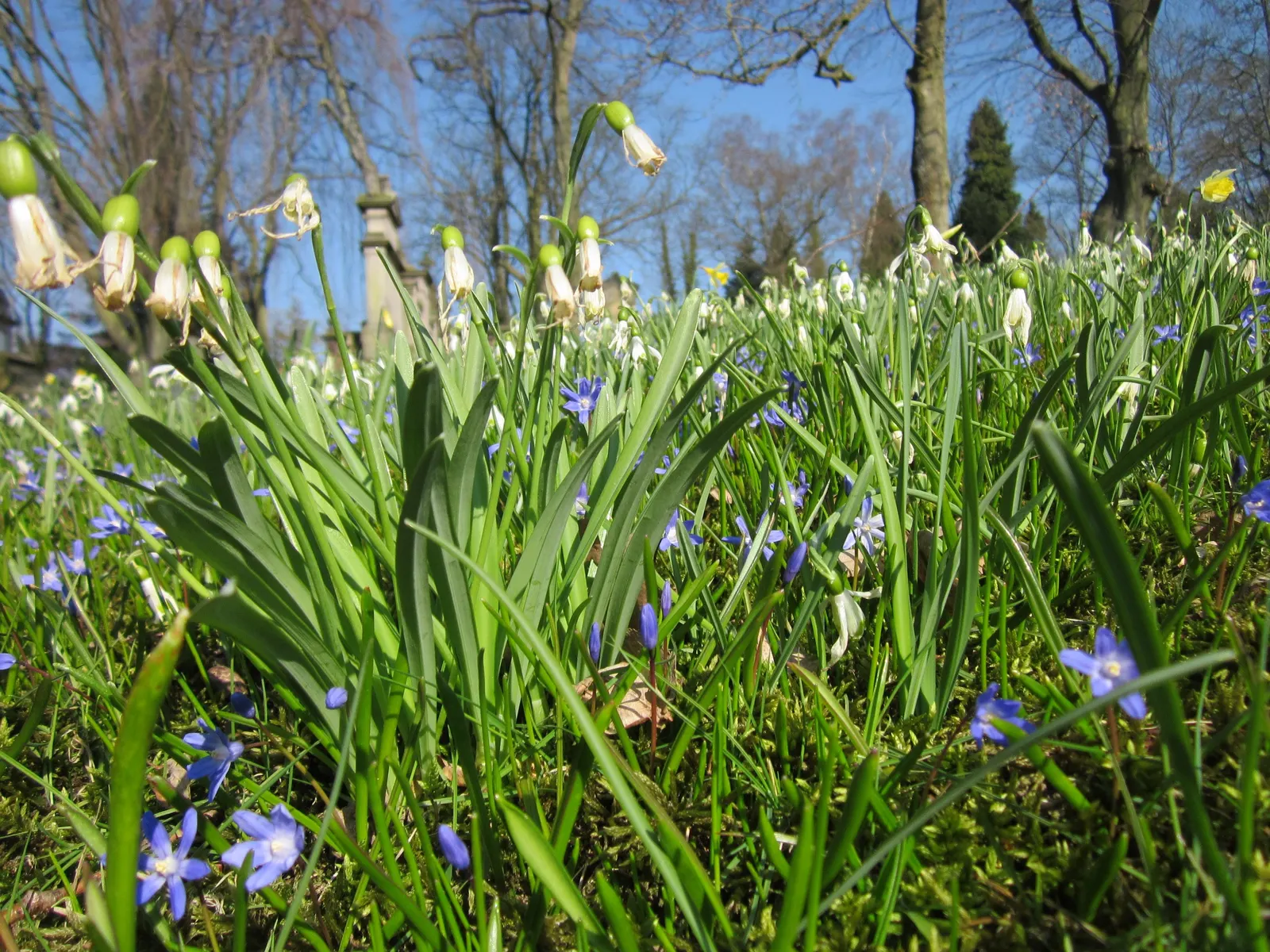 Glory Of The Snow (Chionodoxa Forbesii) — Ideal for naturalizing in lawns or woodland gardens; star-shaped flowers with a striking central white eye, image 74