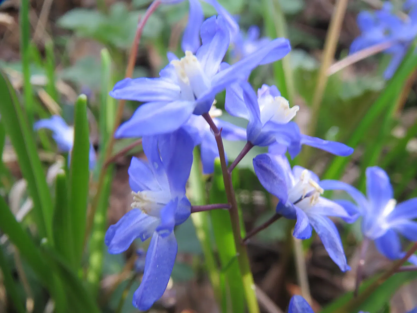 Glory Of The Snow (Chionodoxa Forbesii) — Each bulb sends up multiple flower stalks; ideal for naturalizing in lawns or woodland gardens, image 126