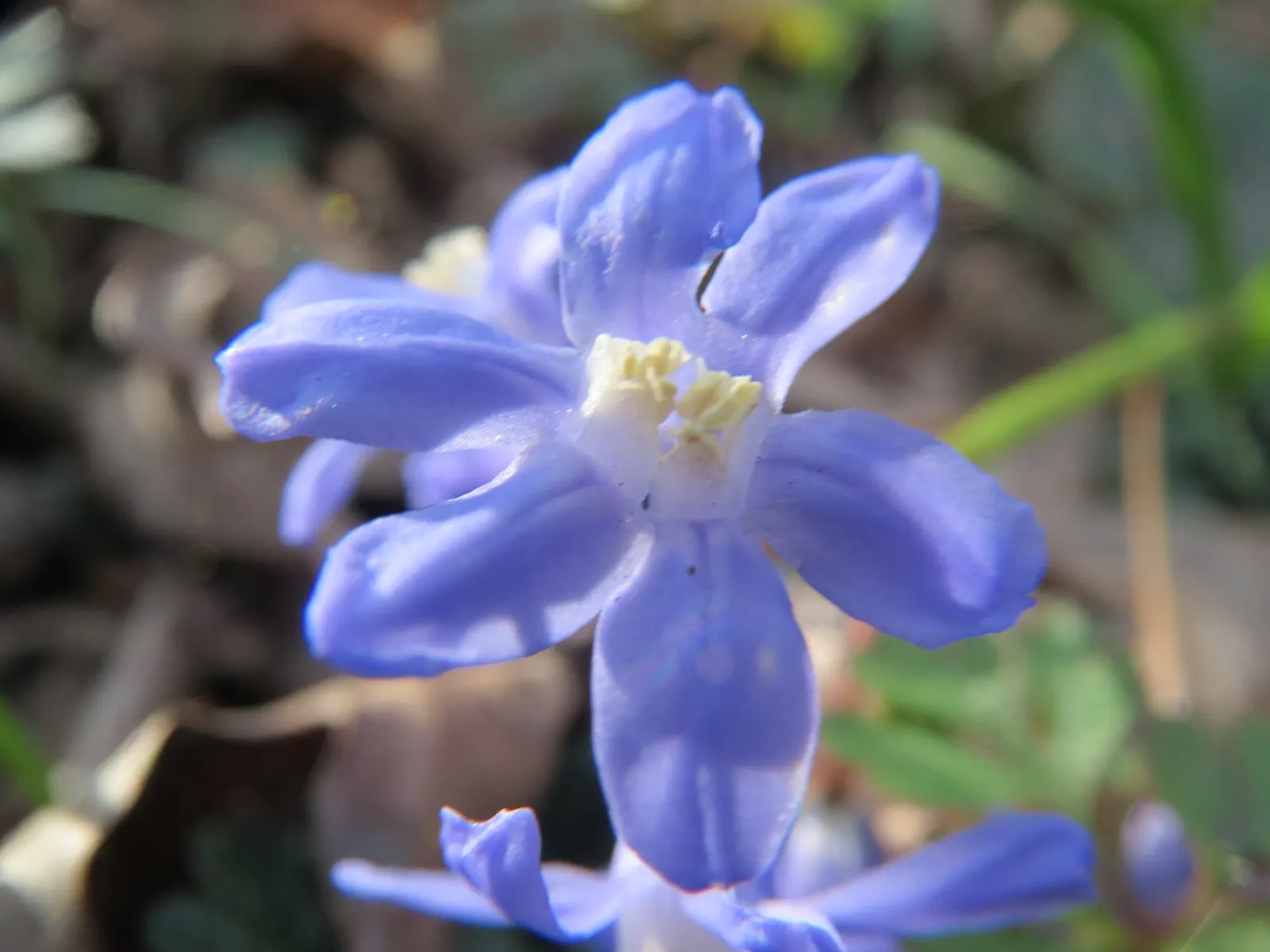 Glory Of The Snow (Chionodoxa Forbesii) — providing a dazzling display when planted in clusters; bulb for full or half, image 53