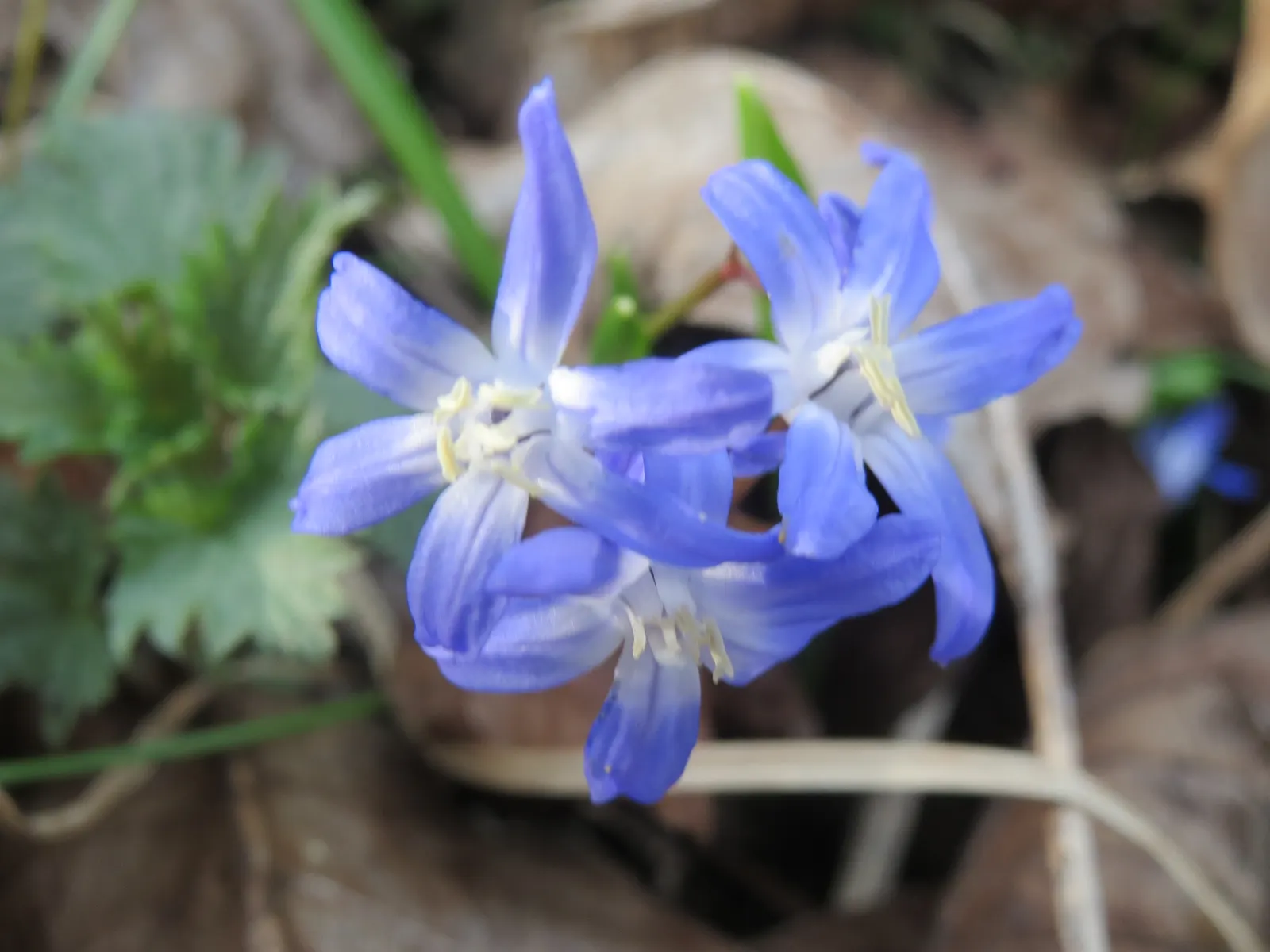 Glory Of The Snow (Chionodoxa Forbesii) — each bearing 2 to 3 inch tall racemes of 4-6 blossoms, image 127