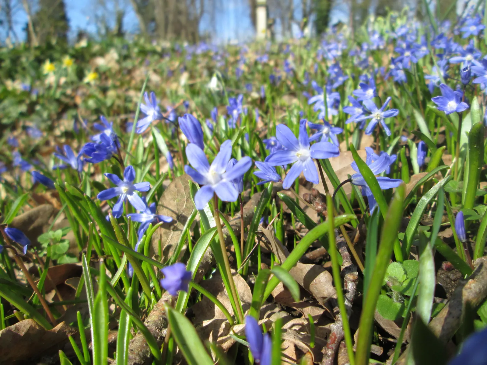 Glory Of The Snow (Chionodoxa Forbesii) — making it well-suited for rock gardens; or planted en masse for a dramatic effect, image 85