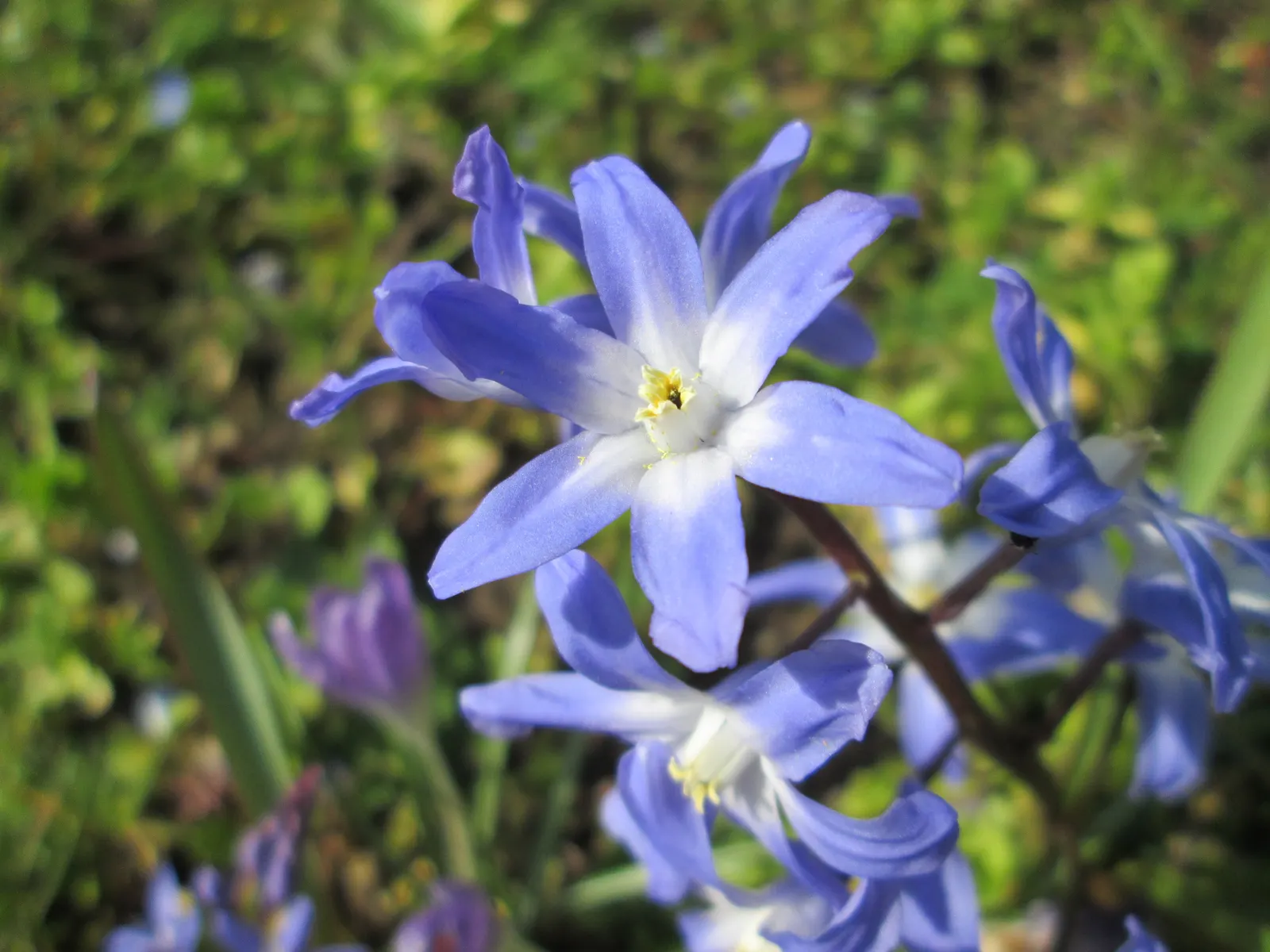 Glory Of The Snow (Chionodoxa Forbesii) — Not only are these charmers low maintenance; often one of the first to emerge, image 64
