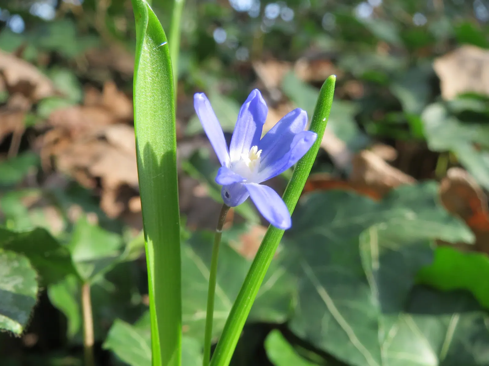 Glory Of The Snow (Chionodoxa Forbesii) — bulb with blue blooms; providing a dense carpet of color.<br><br>This low-maintenance species, image 91