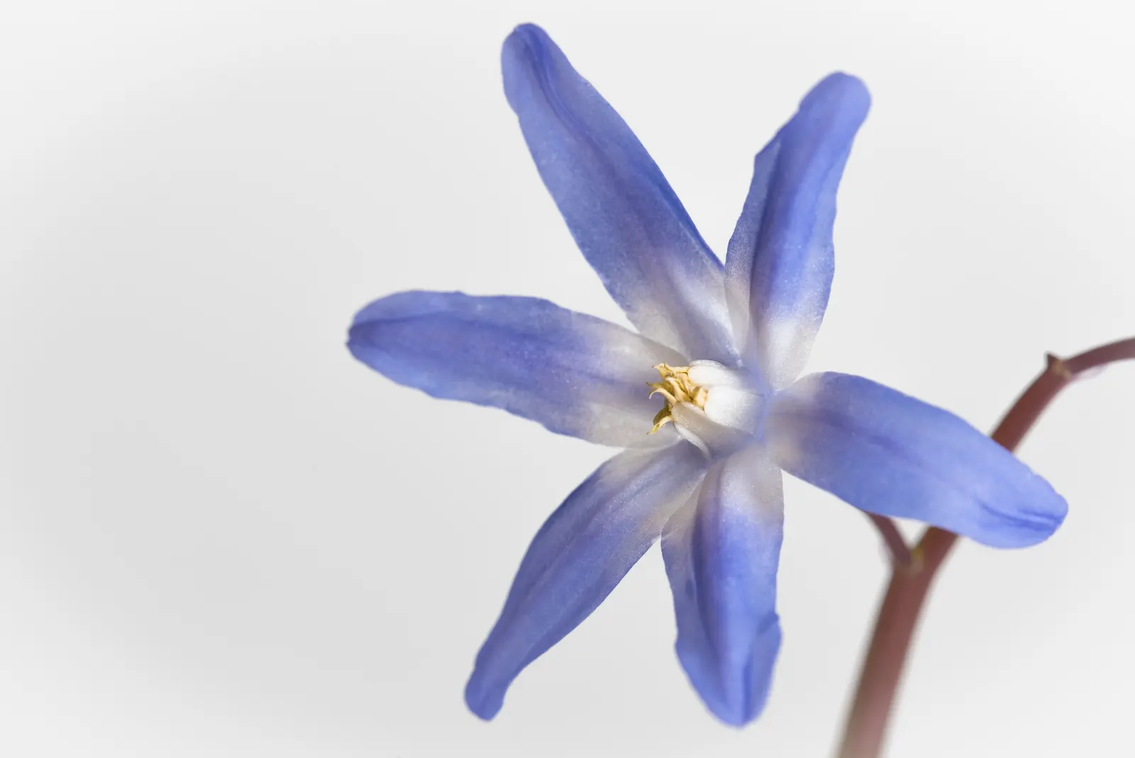 Glory Of The Snow (Chionodoxa Forbesii) — each bearing 2 to 3 inch tall racemes of 4-6 blossoms, image 58
