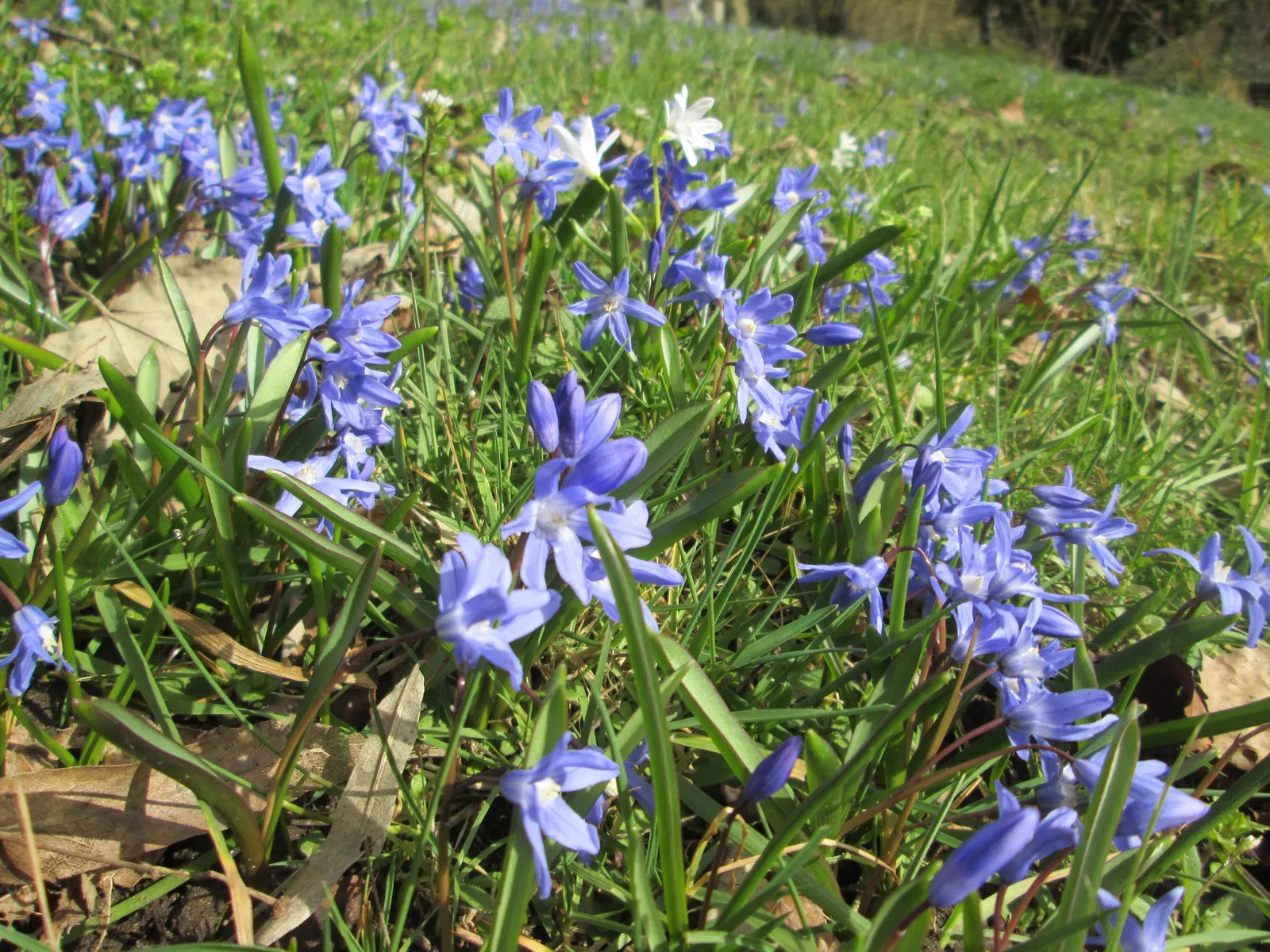 Glory Of The Snow (Chionodoxa Forbesii) — star-shaped flowers with a striking central white eye; thrives in well-drained soil with moderate moisture, image 101