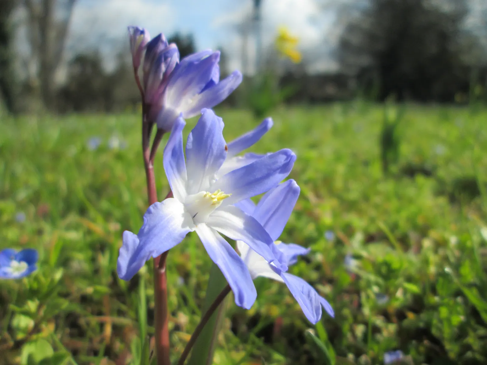 Glory Of The Snow (Chionodoxa Forbesii) — Thriving in USDA zones 3-8, it prefers well-drained soil and full to partial sun exposure; star-shaped, image 50