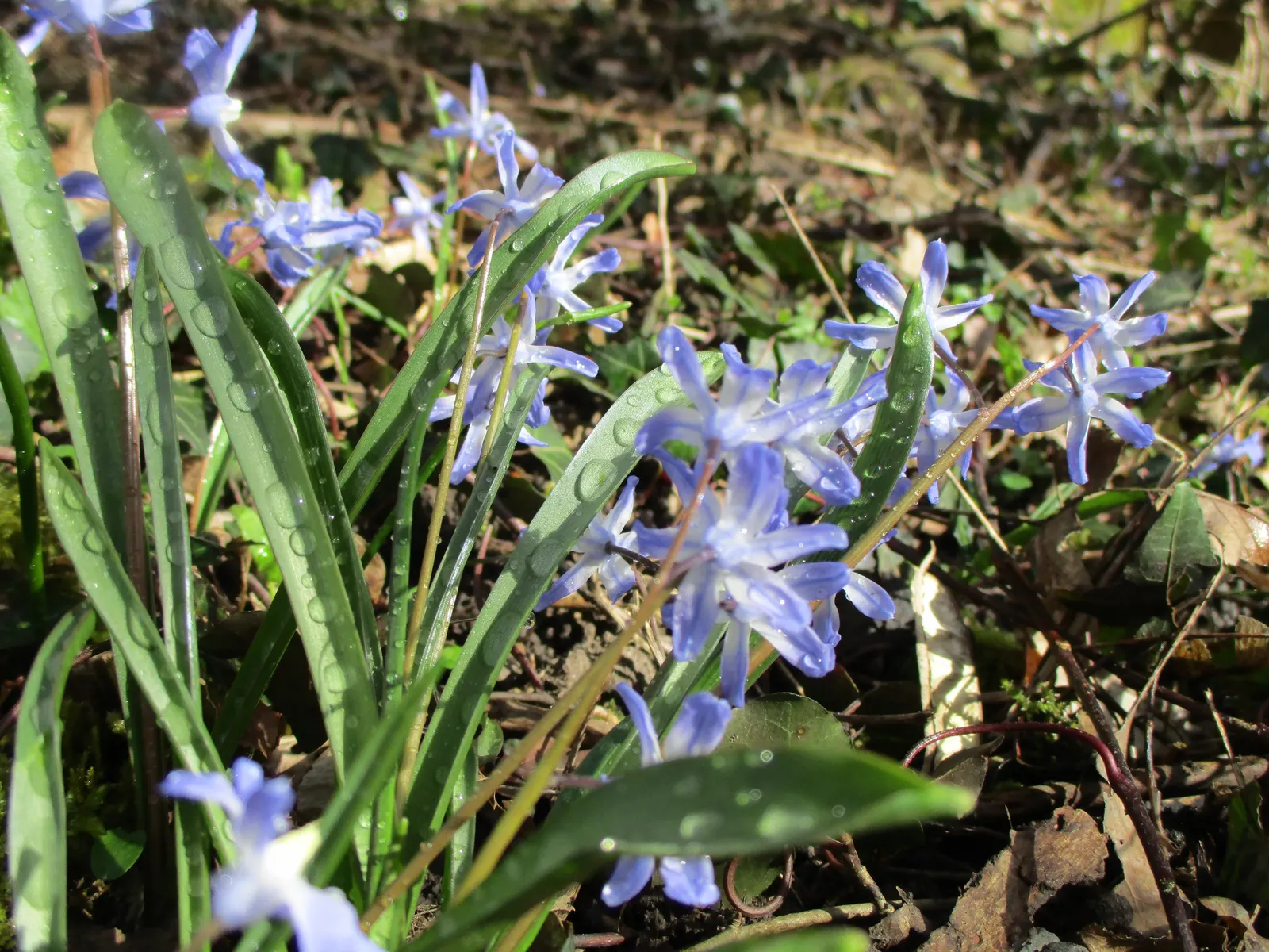 Glory Of The Snow (Chionodoxa Forbesii) — reaching heights of 4-6 inches; not only are these charmers low maintenance, image 118