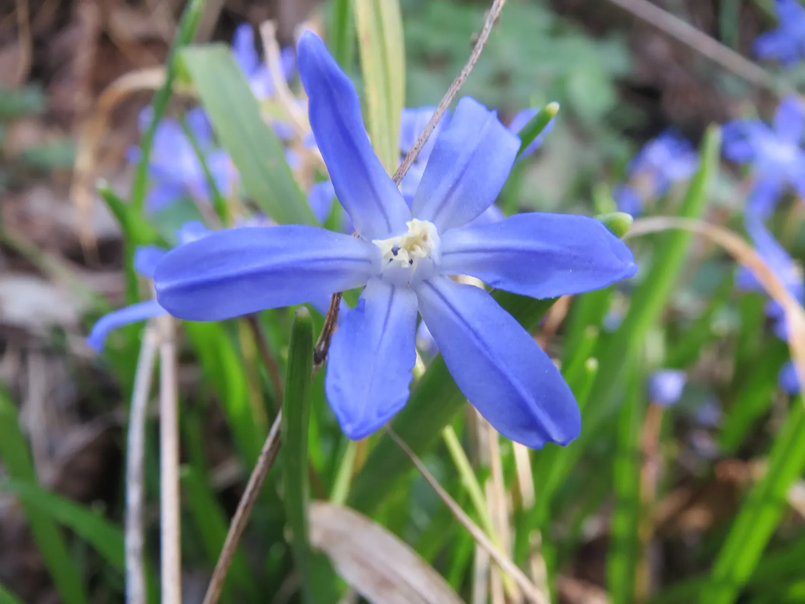 Glory Of The Snow (Chionodoxa Forbesii) — star-shaped flowers with white centers