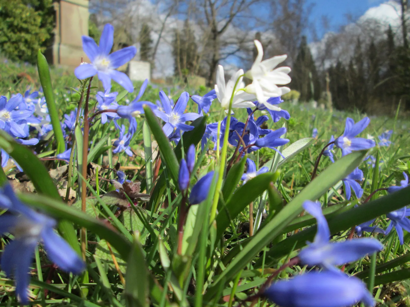 Glory Of The Snow (Chionodoxa Forbesii) — star-shaped flowers with white centers; each bulb sends up multiple flower stalks, image 48