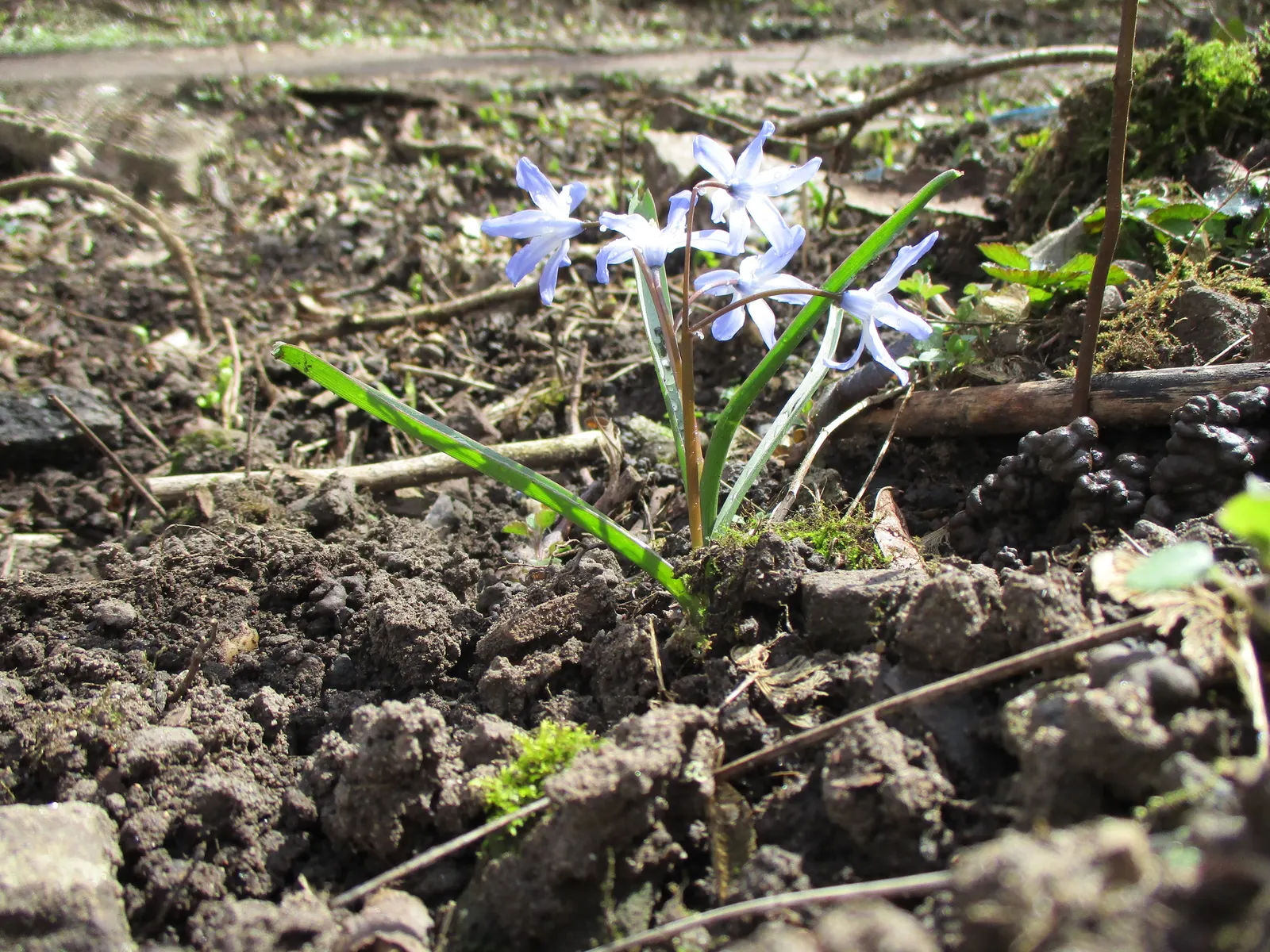 Glory Of The Snow (Chionodoxa Forbesii) — Thriving in USDA zones 3-8, it prefers well-drained soil and full to partial sun exposure; star-shaped flowers with