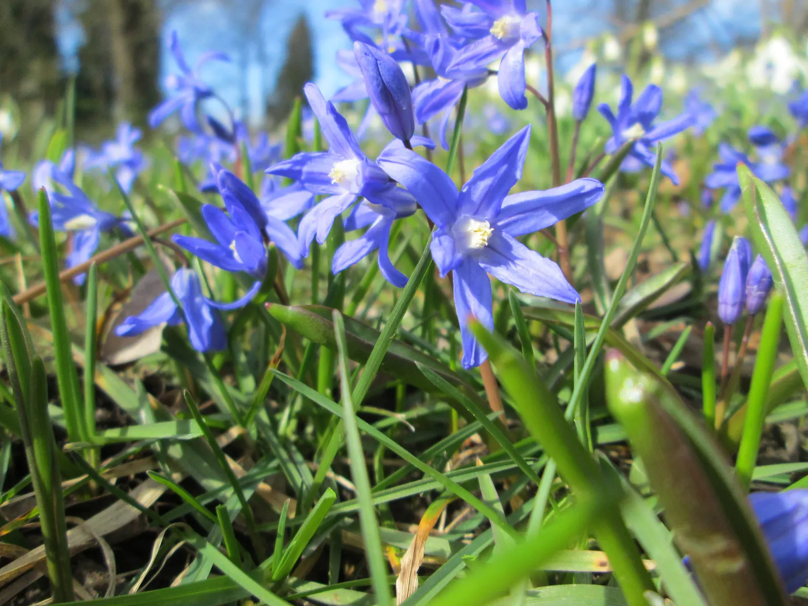 Glory Of The Snow (Chionodoxa Forbesii) — each bearing 2 to 3 inch tall racemes of 4-6 blossoms