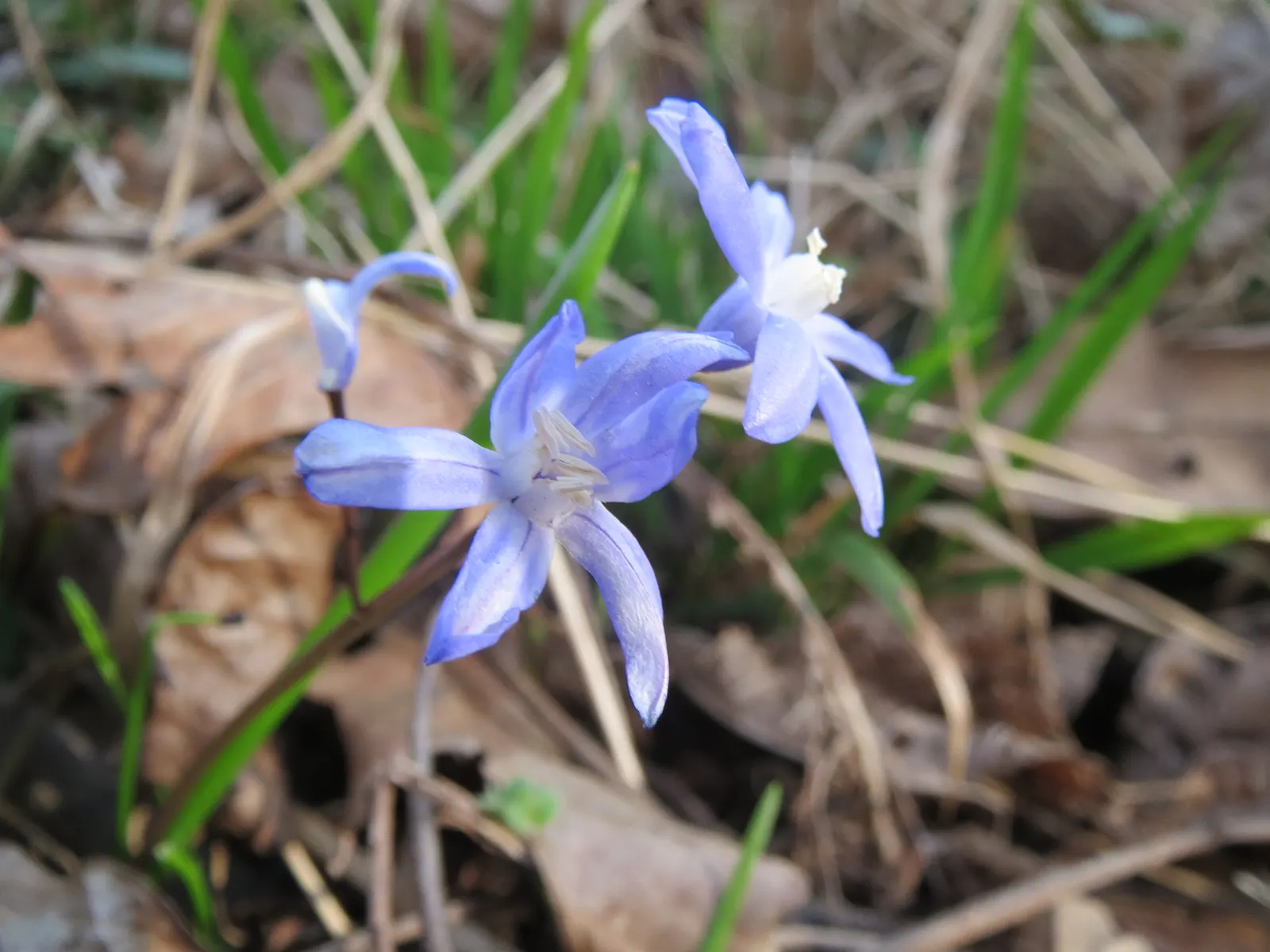 Glory Of The Snow (Chionodoxa Forbesii) — making it well-suited for rock gardens