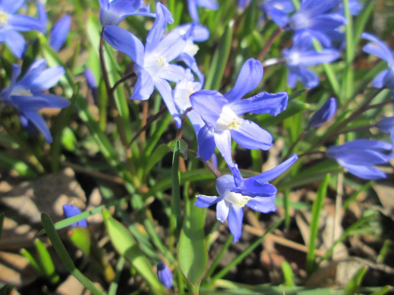 Glory Of The Snow (Chionodoxa Forbesii) — or planted en masse for a dramatic effect; is an early spring bloomer renowned for its vibrant blue