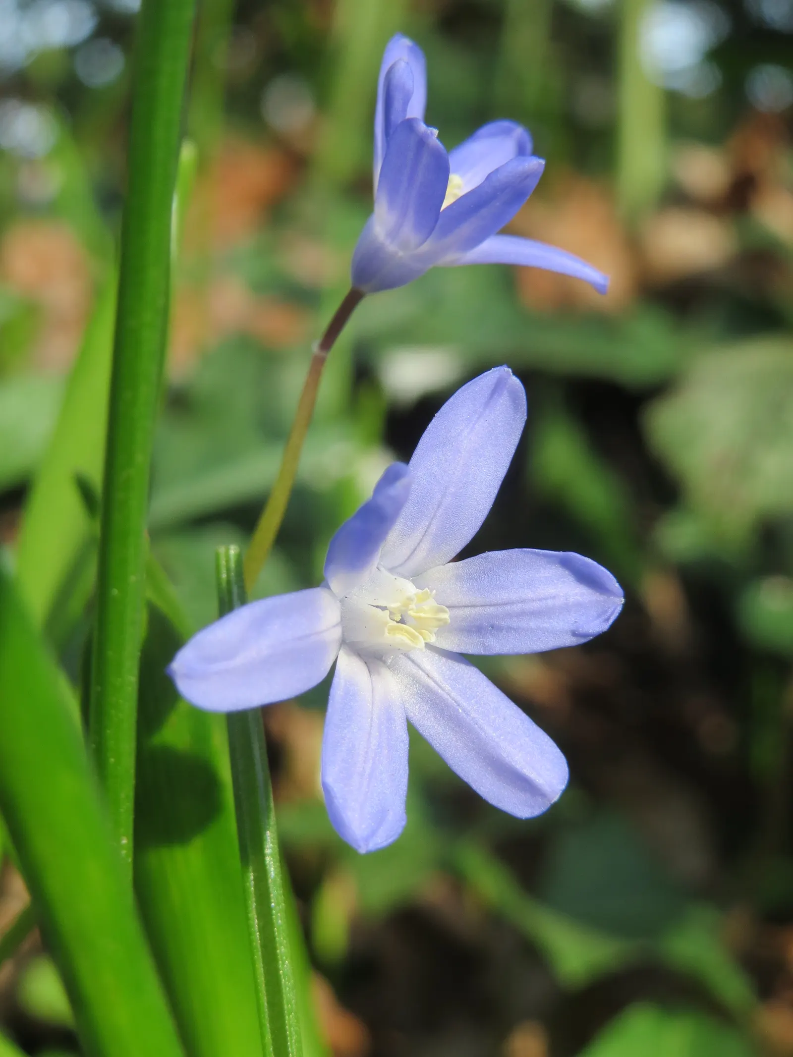 Glory Of The Snow (Chionodoxa Forbesii) — which makes them a hassle-free choice for many gardeners; bulb with blue blooms, image 66