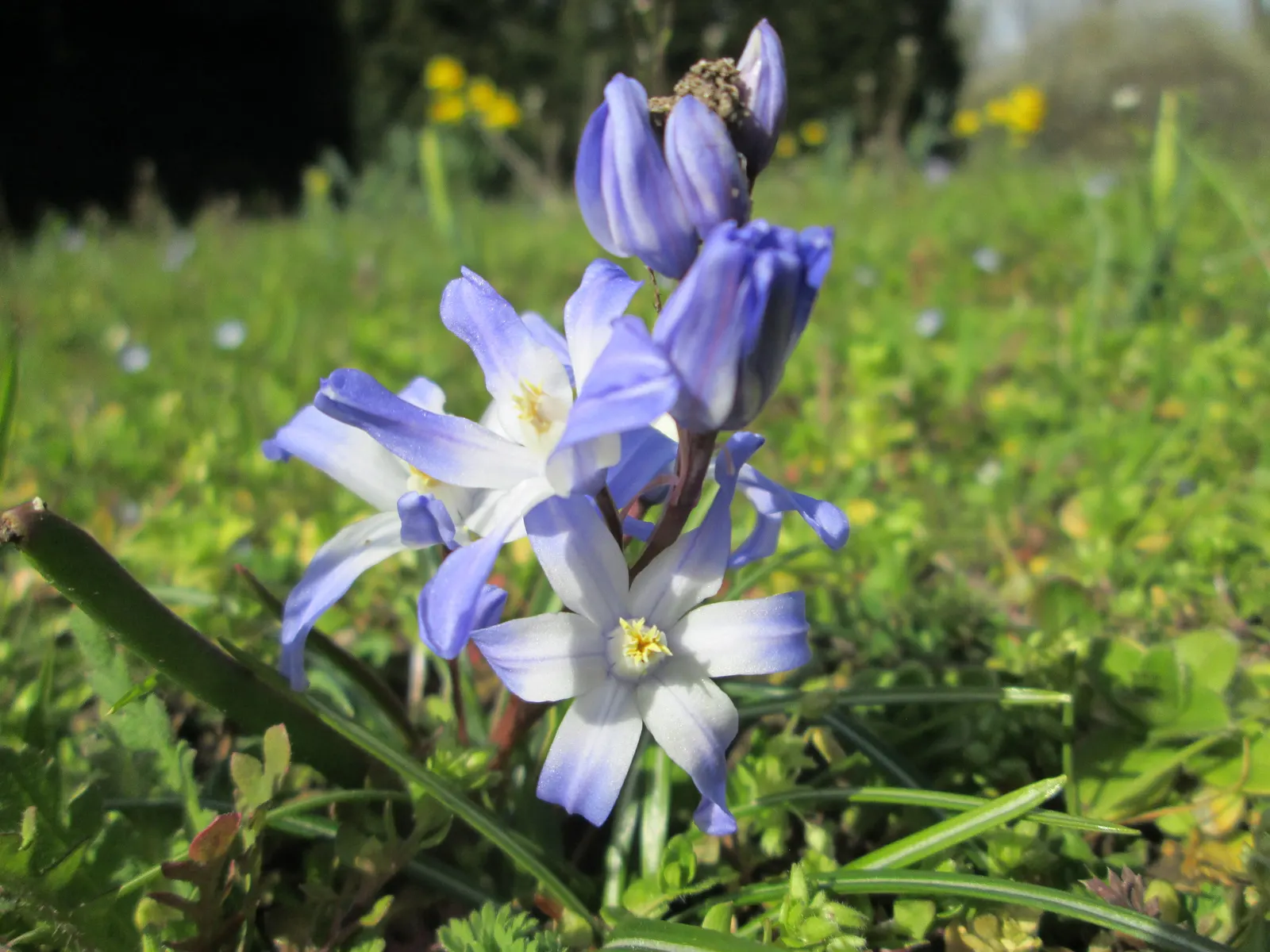 Glory Of The Snow (Chionodoxa Forbesii) — Ideal for naturalizing in lawns or woodland gardens; star-shaped flowers with a striking central white eye, image 120