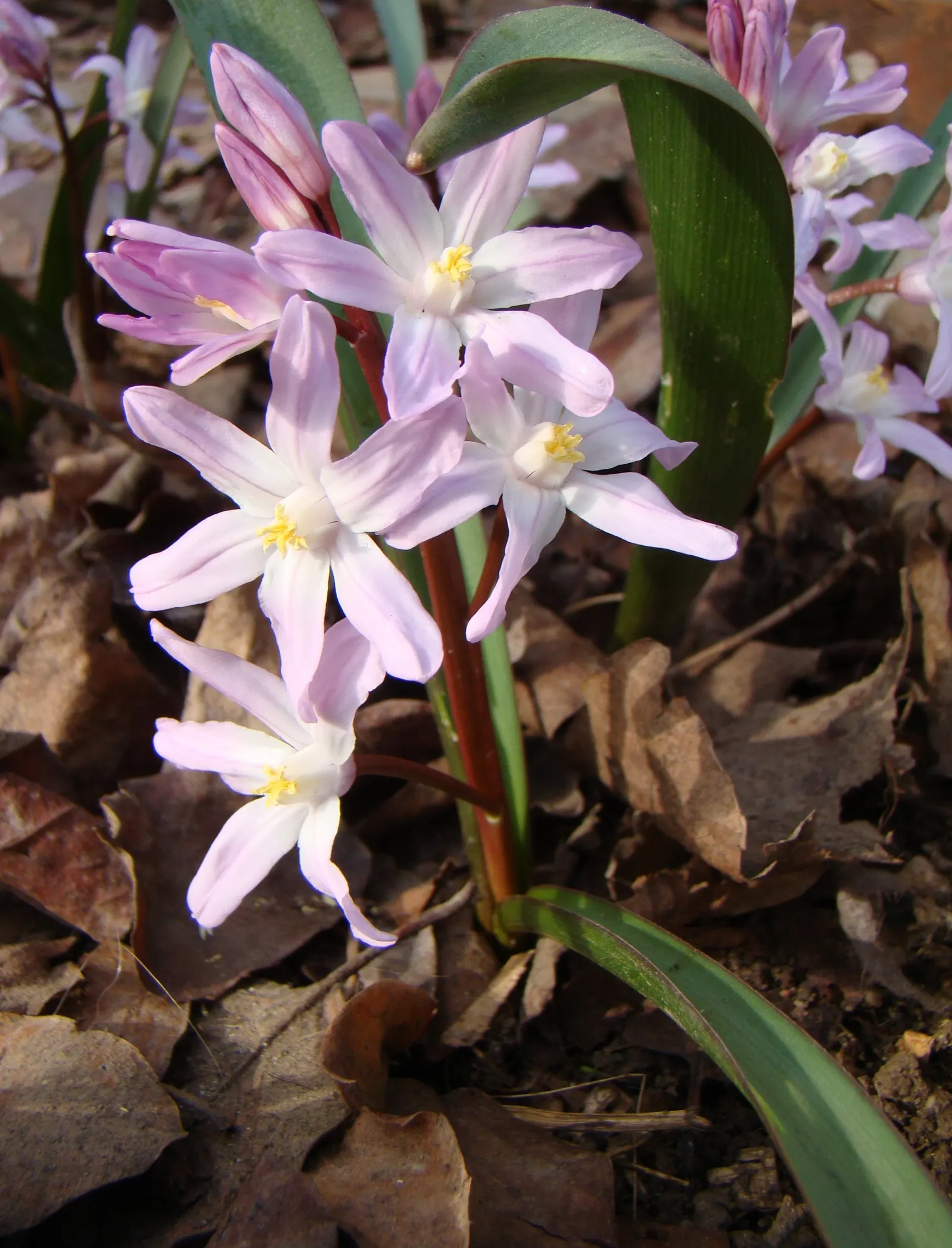 Glory Of The Snow (Chionodoxa Forbesii) — Each bulb sends up multiple flower stalks; ideal for naturalizing in lawns or woodland gardens