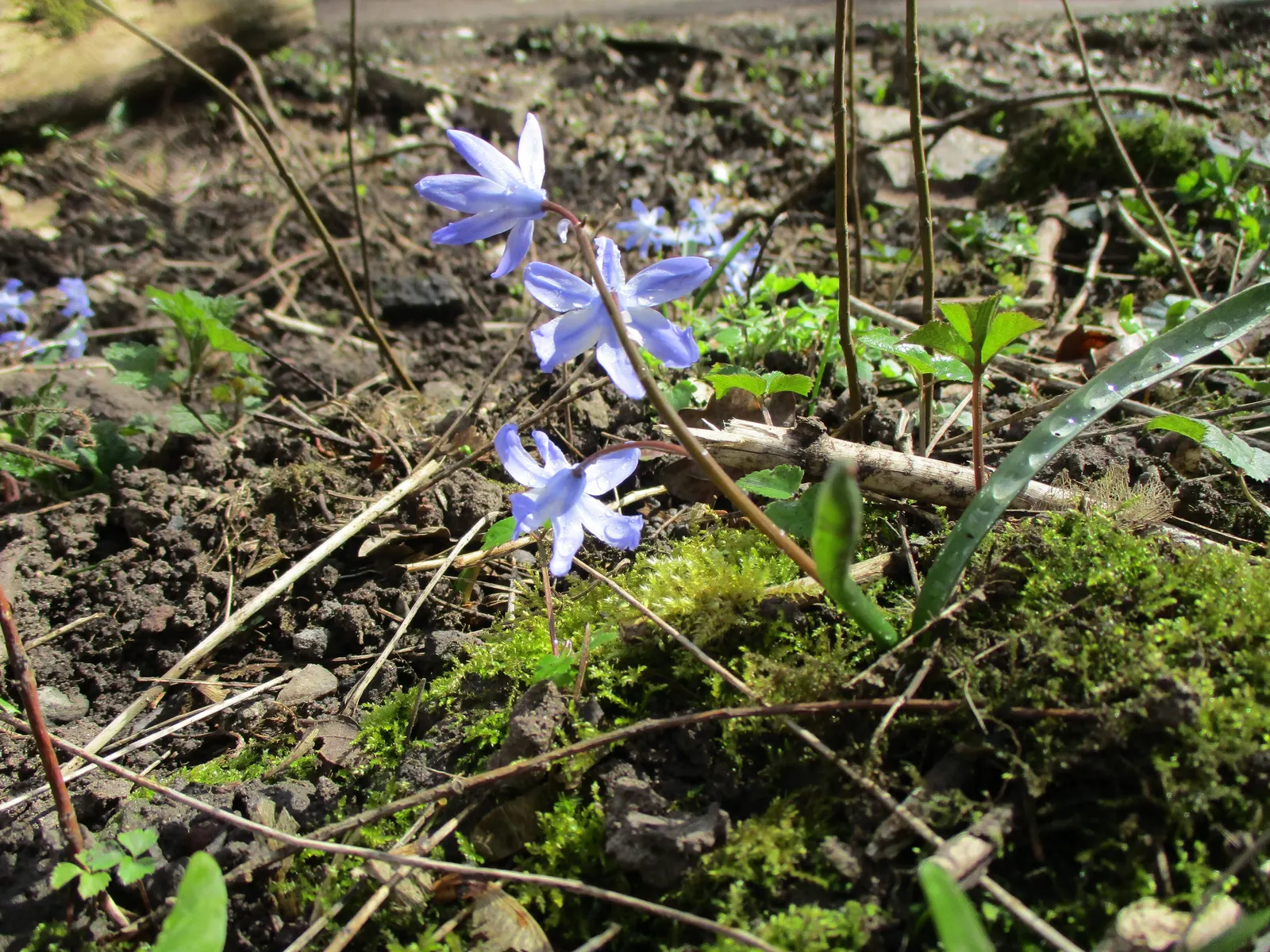 Glory Of The Snow (Chionodoxa Forbesii) — The flowers typically appear in shades of vivid blue, but can also be found in hues of pink or white, image 125