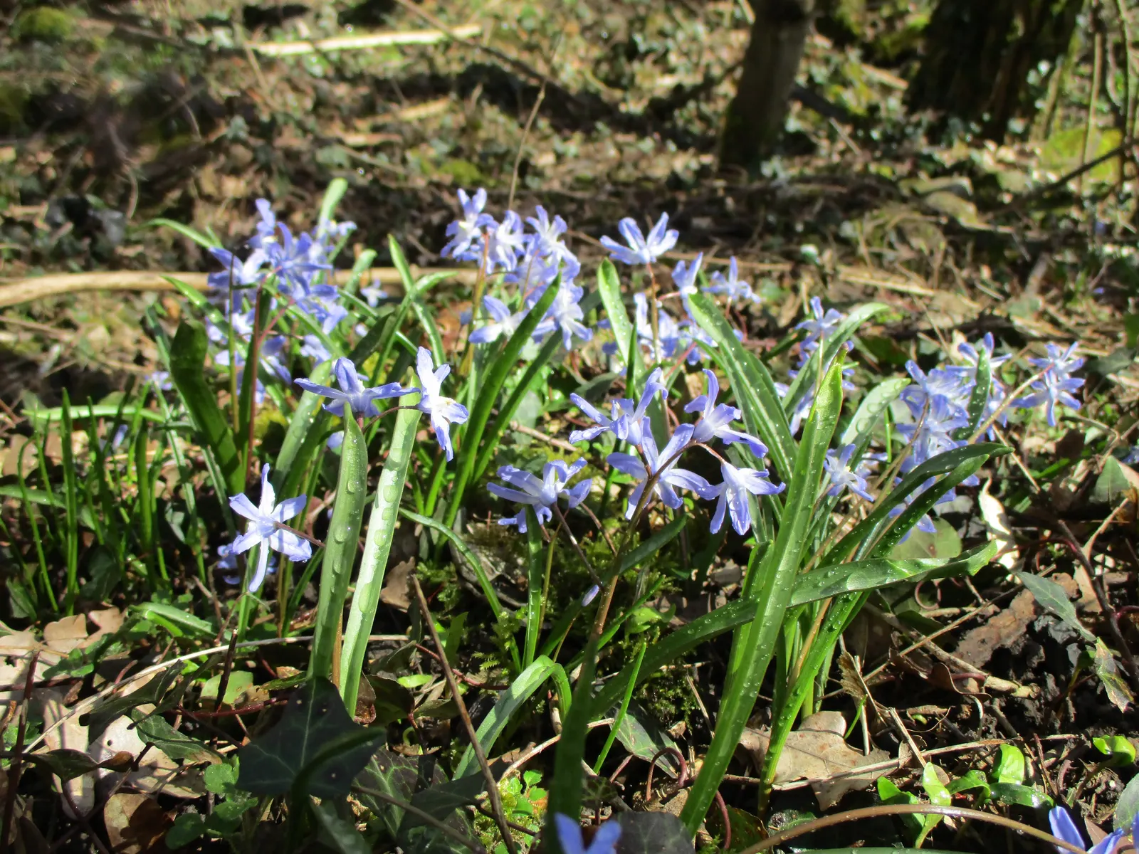 Glory Of The Snow (Chionodoxa Forbesii) — The flowers typically appear in shades of vivid blue, but can also be found in hues of pink or white