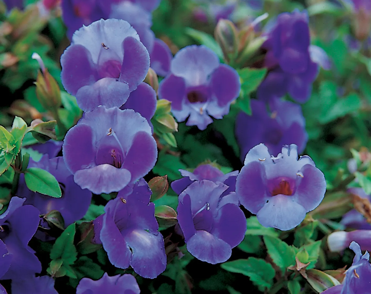 Large Blue Wishbone Flower (Torenia) — The trailing habit of this trailing torenia makes it ideal for containers and hanging displays.; information, image 23