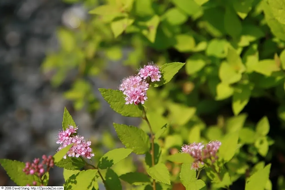 Goldmound Spirea (Spiraea Japonica 'Goldmound') — In spring, it produces clusters of small pink flowers