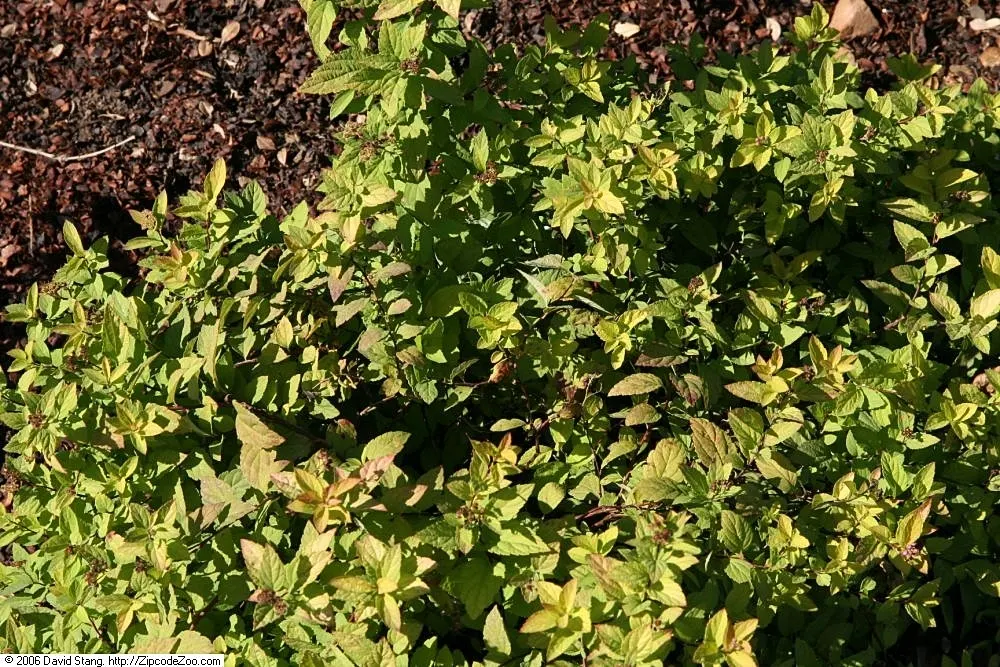 Goldmound Spirea (Spiraea Japonica 'Goldmound') — Hardy in USDA zones 4-8, it thrives in full sun to part shade
