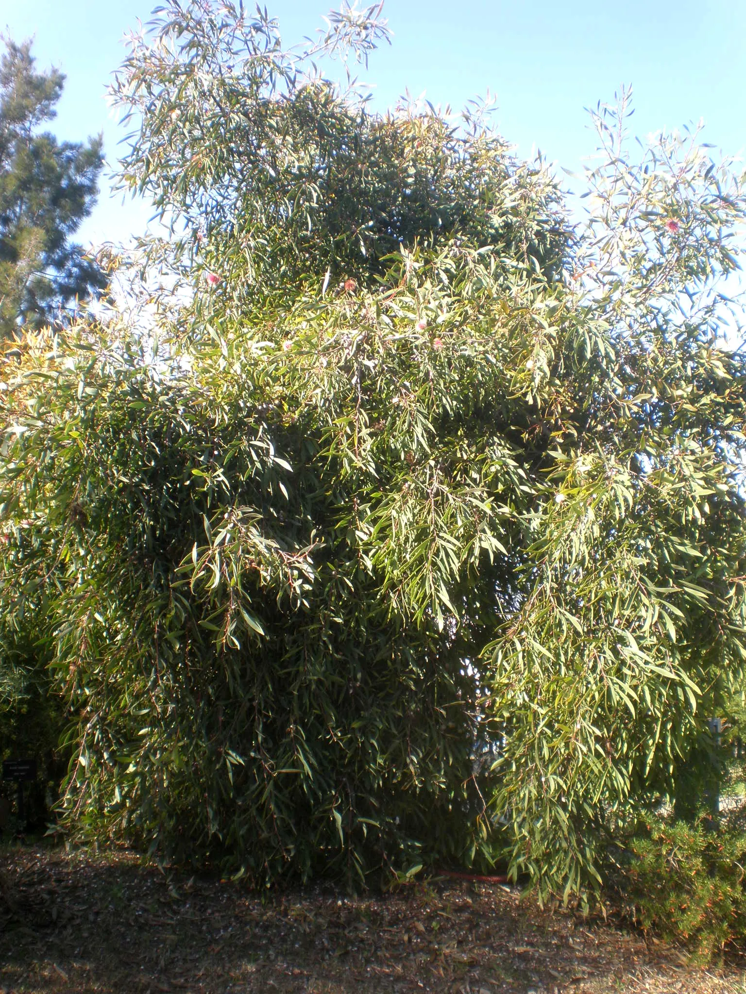 Pincushion Hakea (Hakea Laurina) — ensure the site has well-draining soil and receives full sun to partial shade