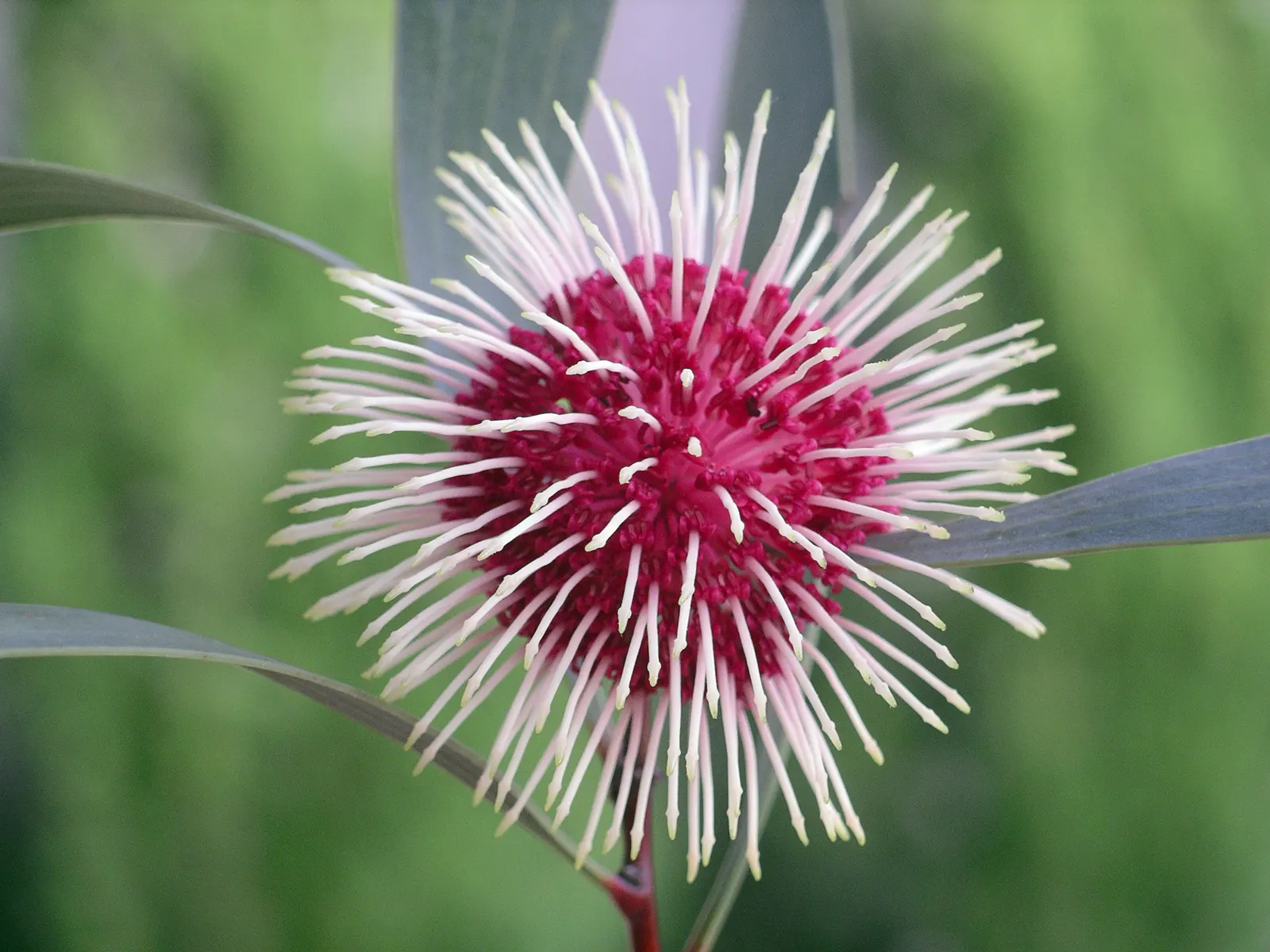 Pincushion Hakea (Hakea Laurina) — Attracts pollinators, and provides unique visual interest year-round; but under optimal conditions