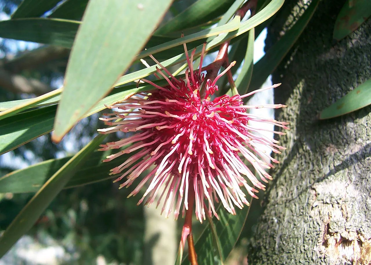 Pincushion Hakea (Hakea Laurina) — valued for its distinctive red and cream spherical flowers resembling pincushions