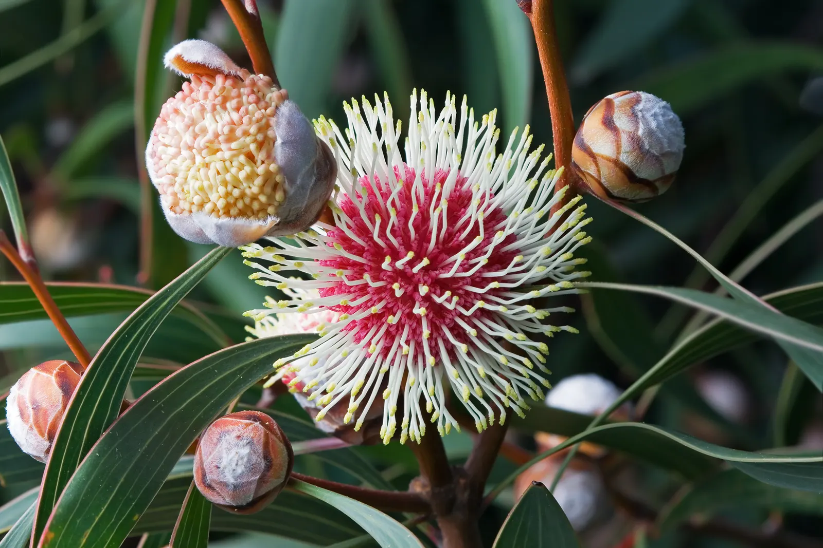 Pincushion Hakea (Hakea Laurina) — but under optimal conditions