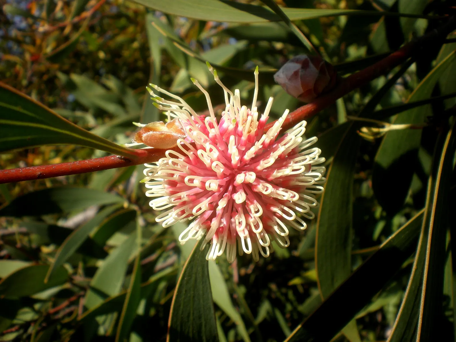 Pincushion Hakea (Hakea Laurina) — Once established, it requires minimal watering, embodying the essence of drought-tolerant resilience