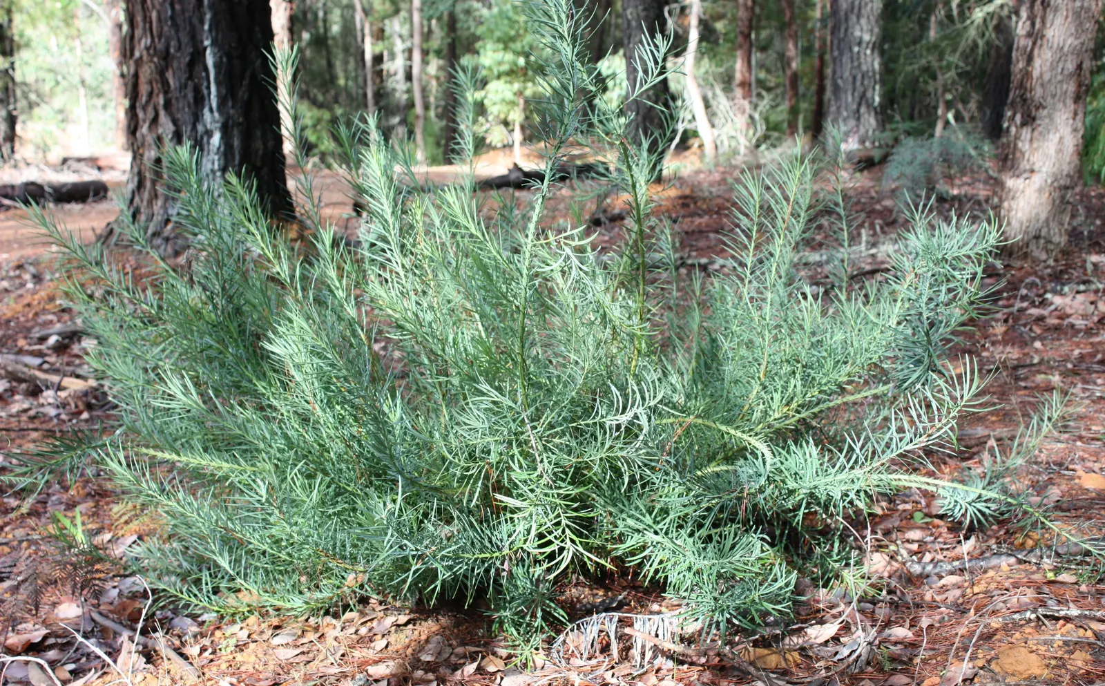 Pincushion Hakea (Hakea Laurina) — It is hardy to temperatures as low as 20°F and is tolerant of coastal conditions