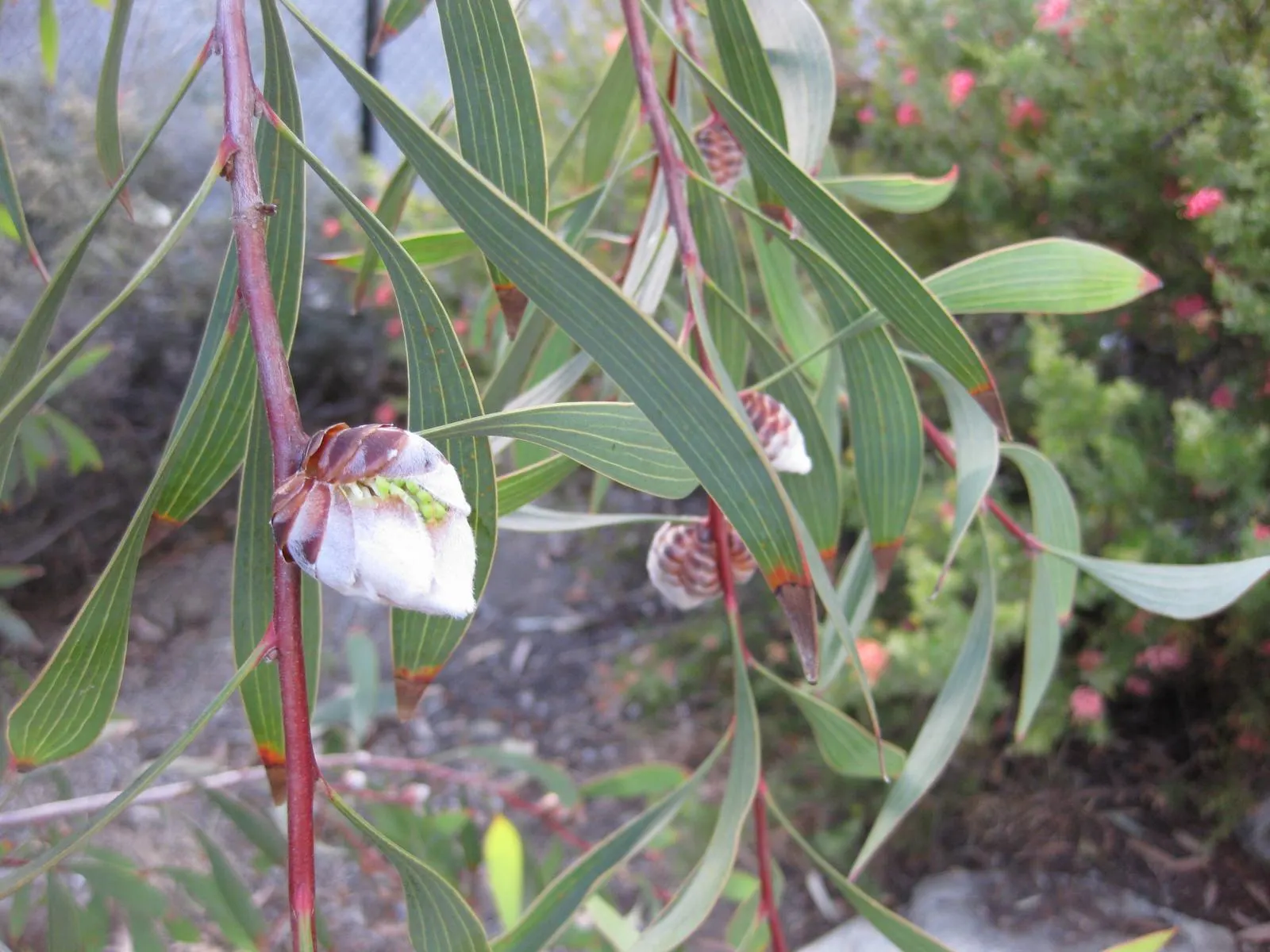 Pincushion Hakea (Hakea Laurina) — and a lanceolate shape with occasional undulations