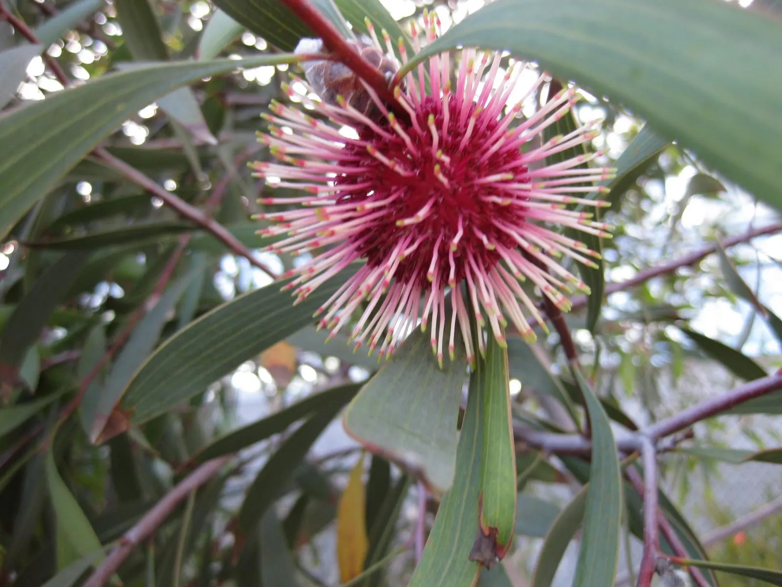 Pincushion Hakea (Hakea Laurina) — This plant's distinctive feature is its round