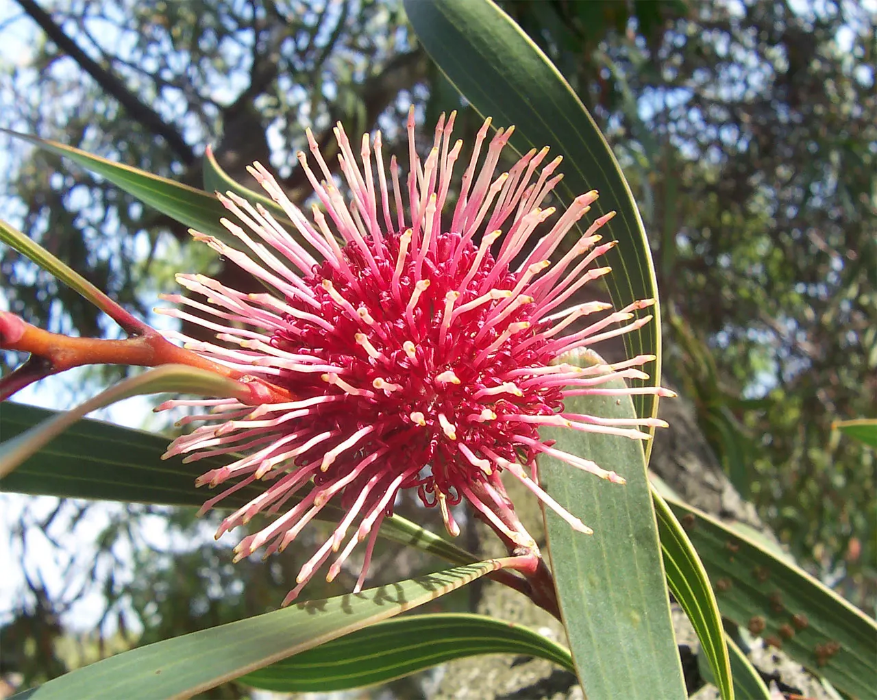 Pincushion Hakea (Hakea Laurina) — offering a vivid splash of color during the cooler months.<br><br>With dark green