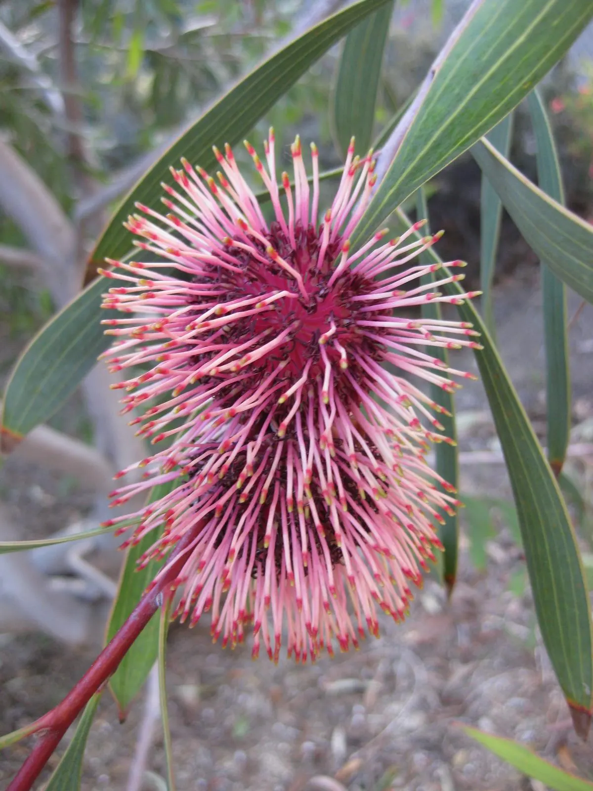 Pincushion Hakea (Hakea Laurina) — making it ideal for water-wise gardens
