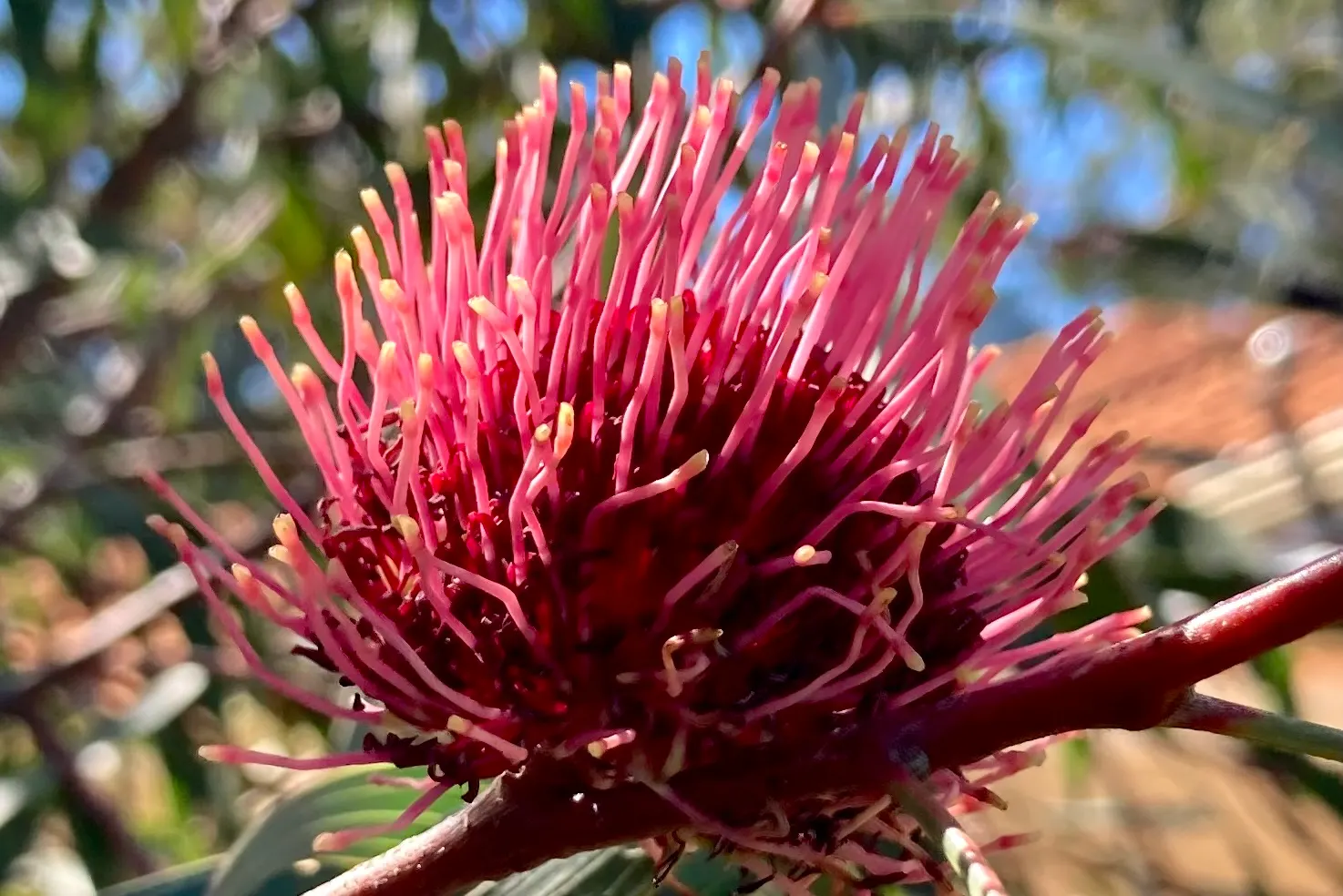 Pincushion Hakea (Hakea Laurina) — leathery leaves that grow up to 6 inches long