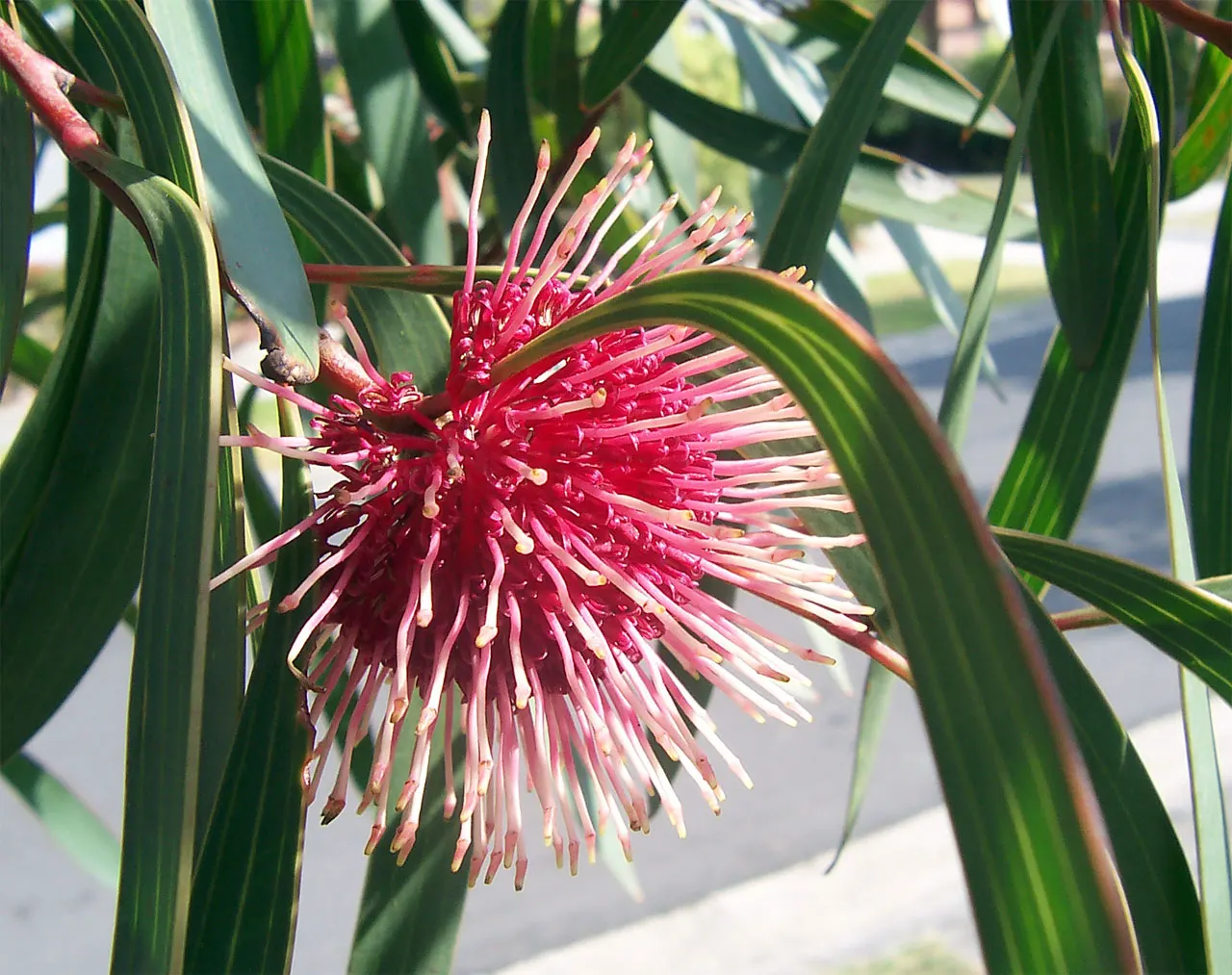 Pincushion Hakea (Hakea Laurina) — a strikingly ornamental native of southwestern Australia; consider planting Hakea laurina en masse or alongside plants with