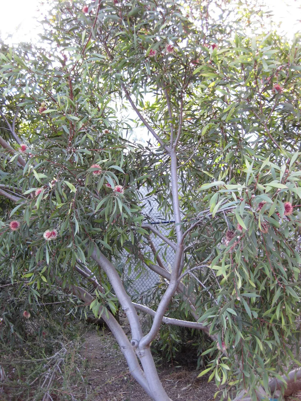 Pincushion Hakea (Hakea Laurina) — Attracts pollinators, and provides unique visual interest year-round