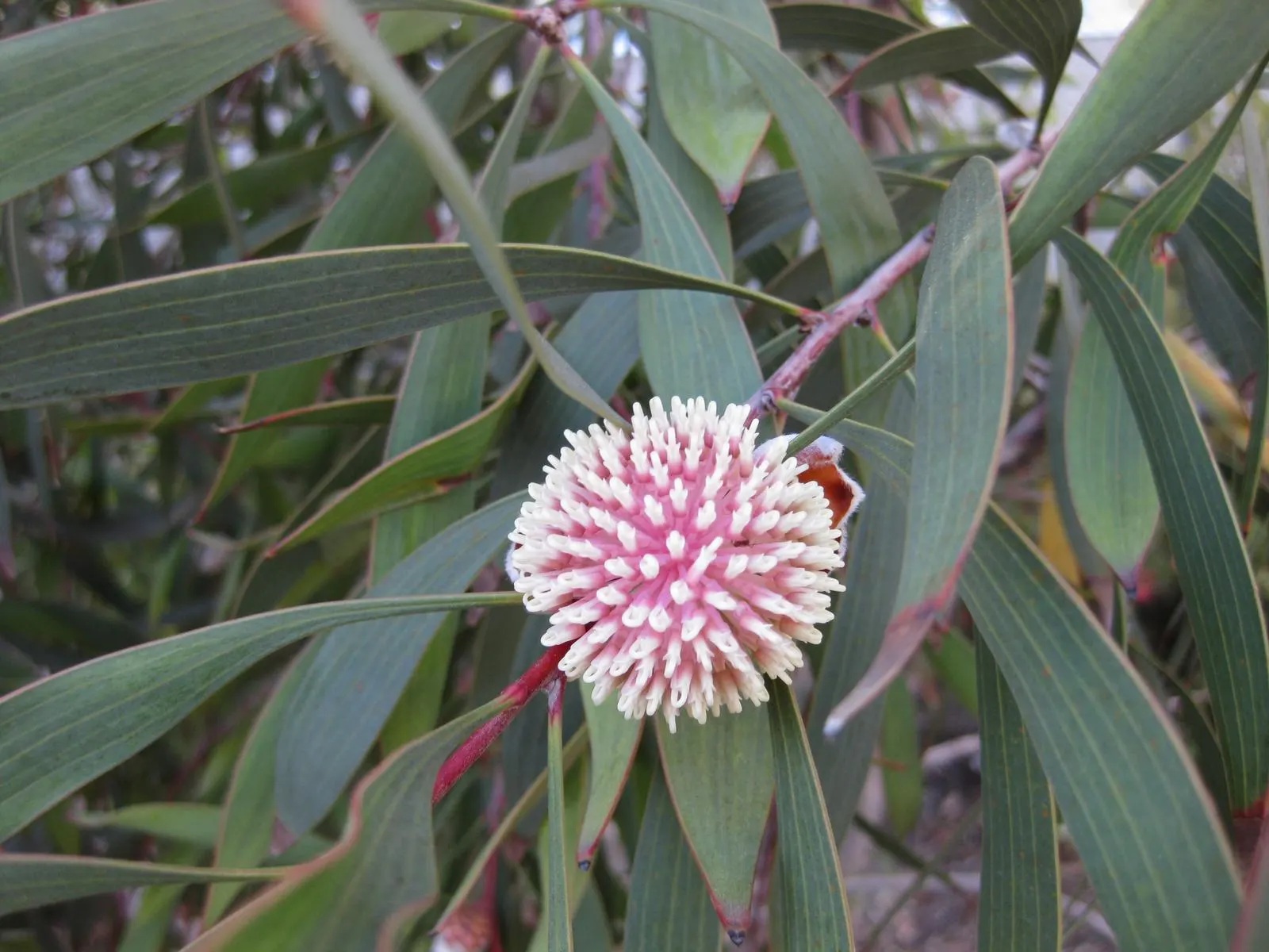 Pincushion Hakea (Hakea Laurina) — a strikingly ornamental native of southwestern Australia