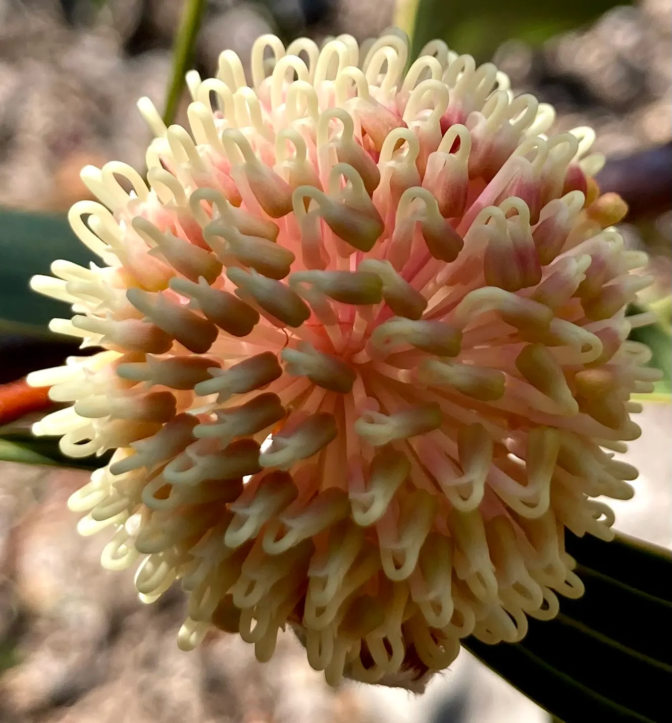Pincushion Hakea (Hakea Laurina) — making it ideal for water-wise gardens; this drought-tolerant species thrives in full sun with well-drained soil